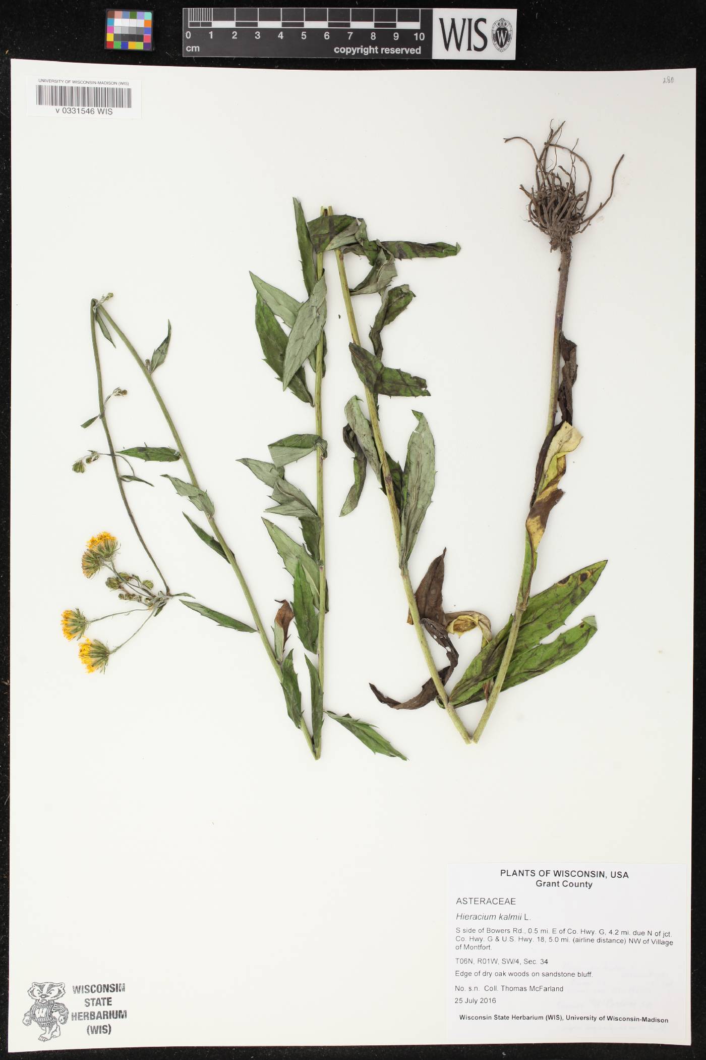 Hieracium umbellatum image