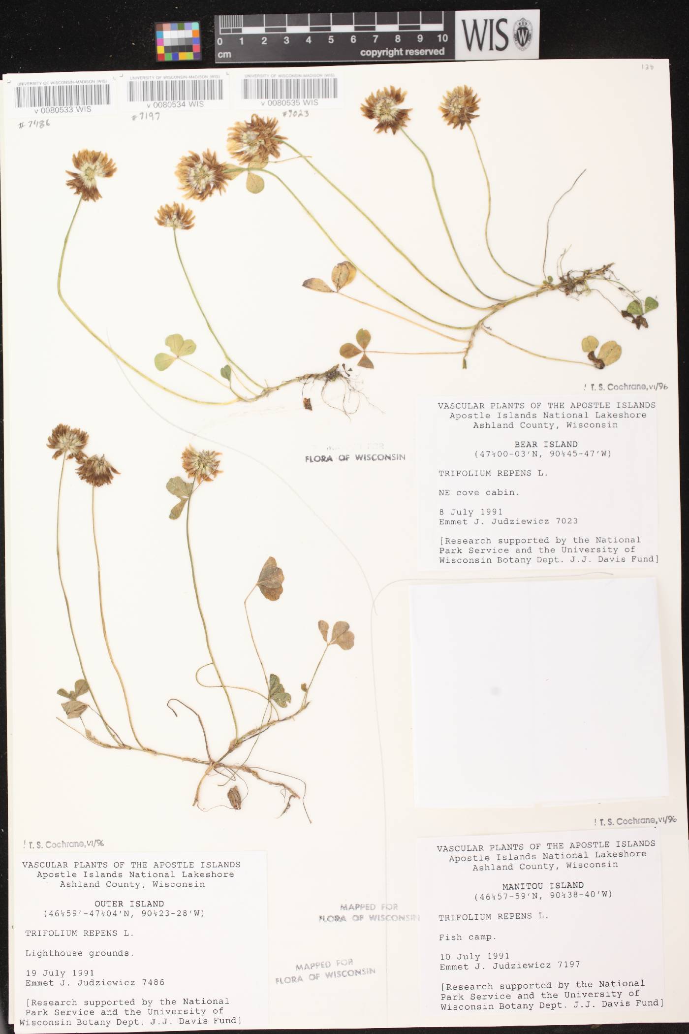 Trifolium repens image
