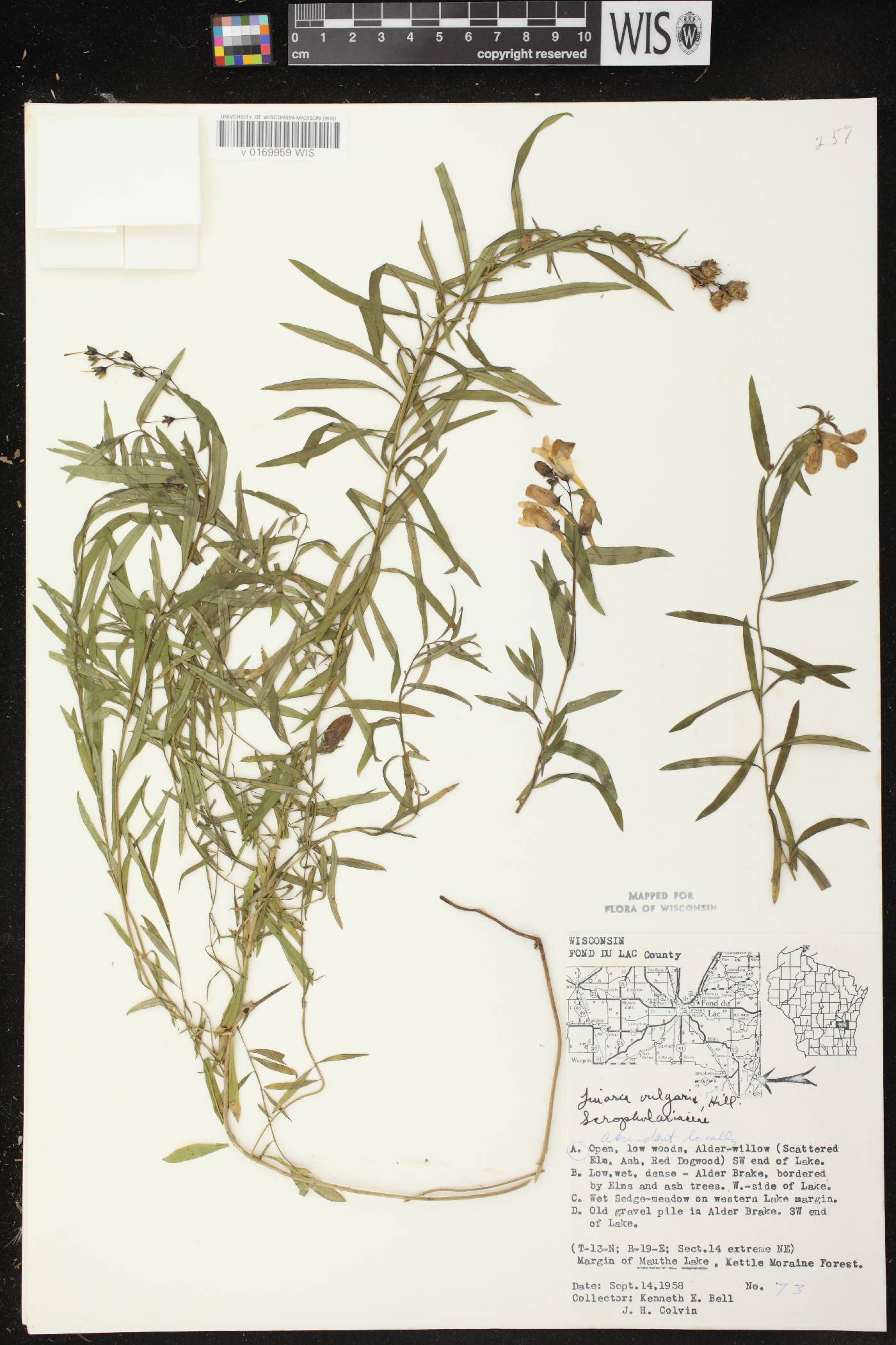 Linaria vulgaris image