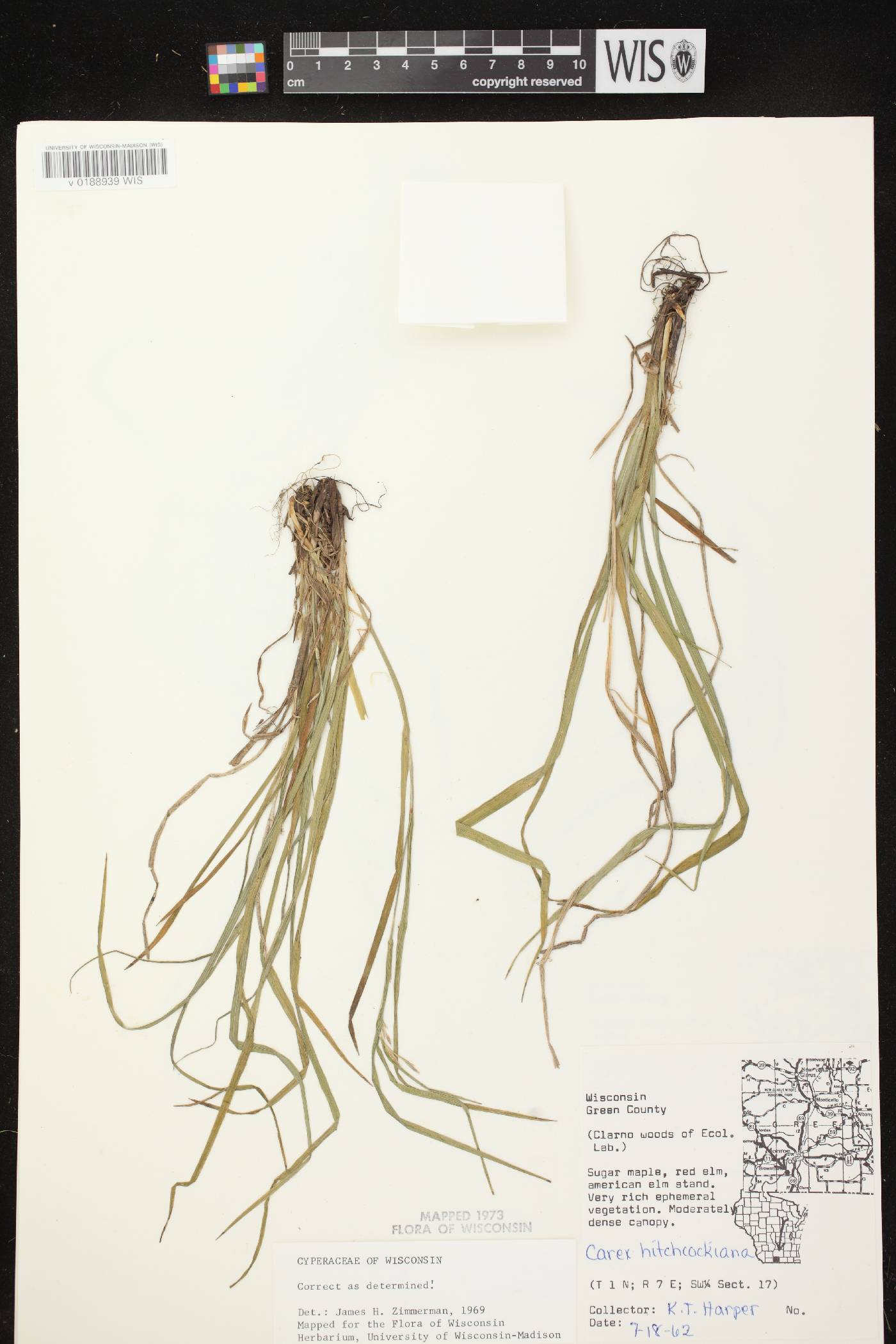 Carex hitchcockiana image