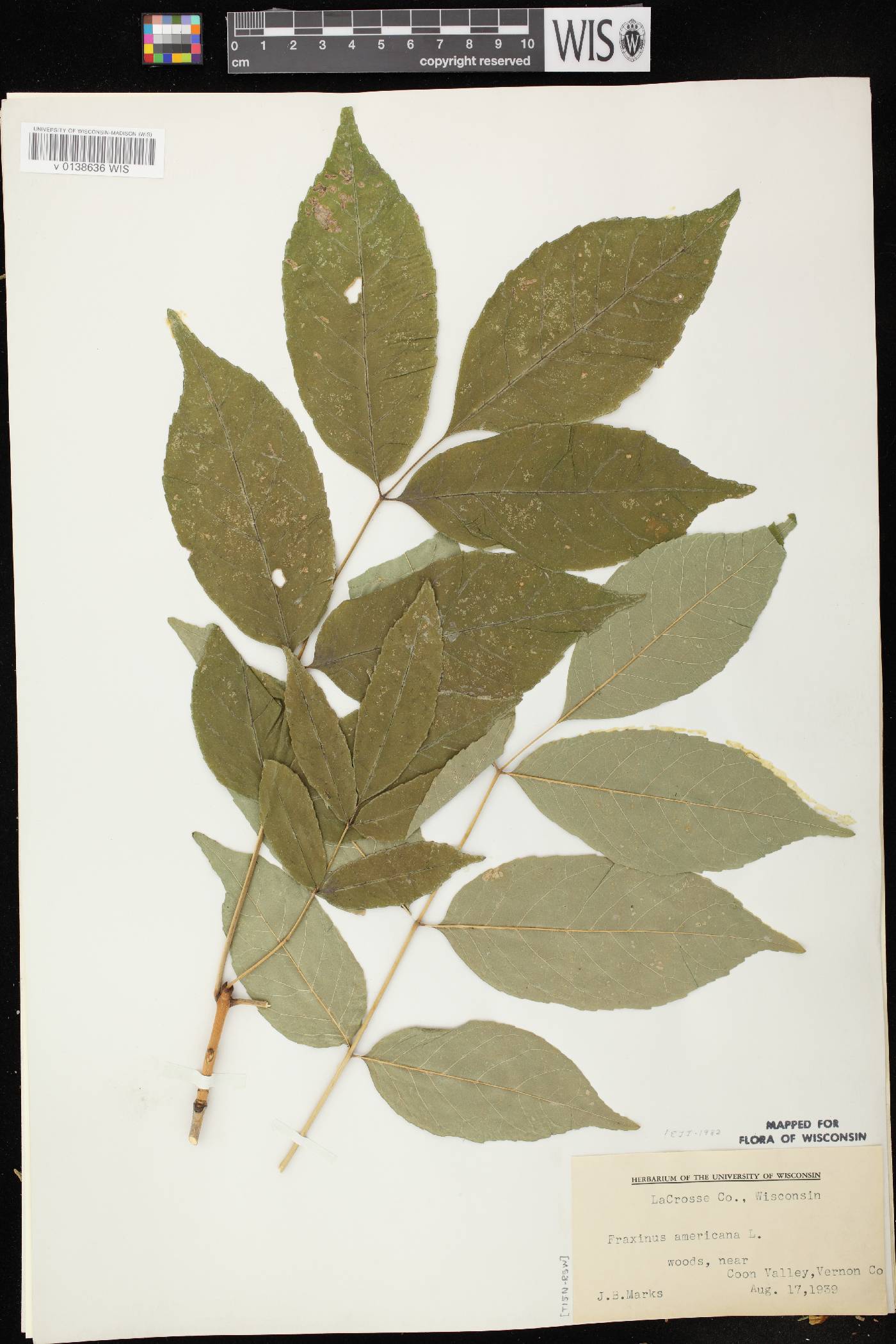 Fraxinus americana image