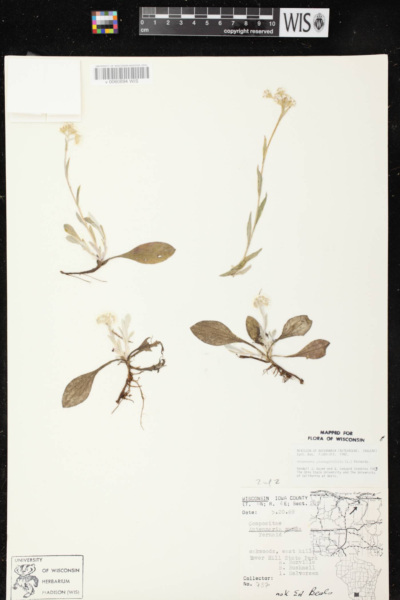 Antennaria plantaginifolia image
