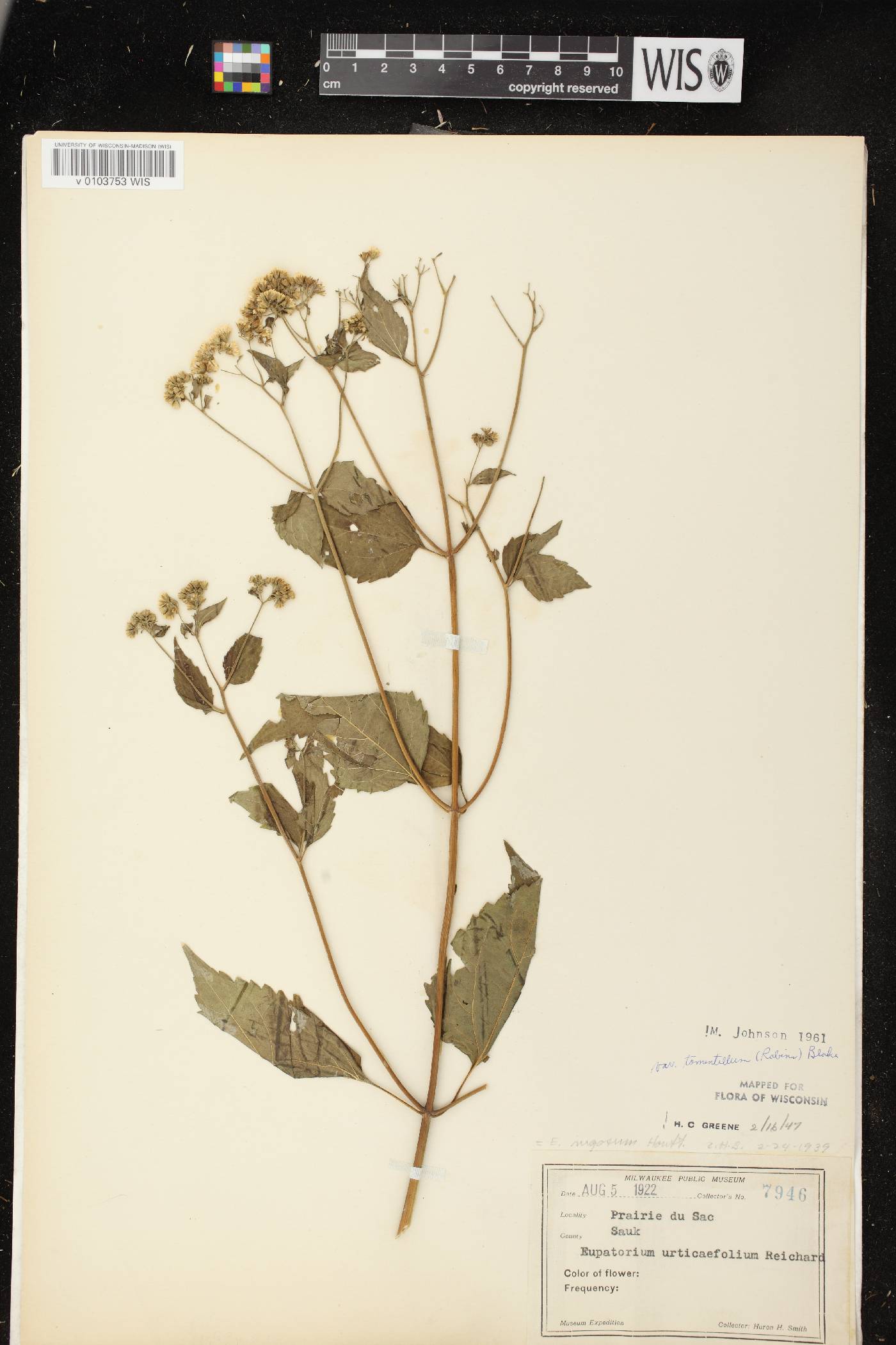 Ageratina altissima subsp. altissima image