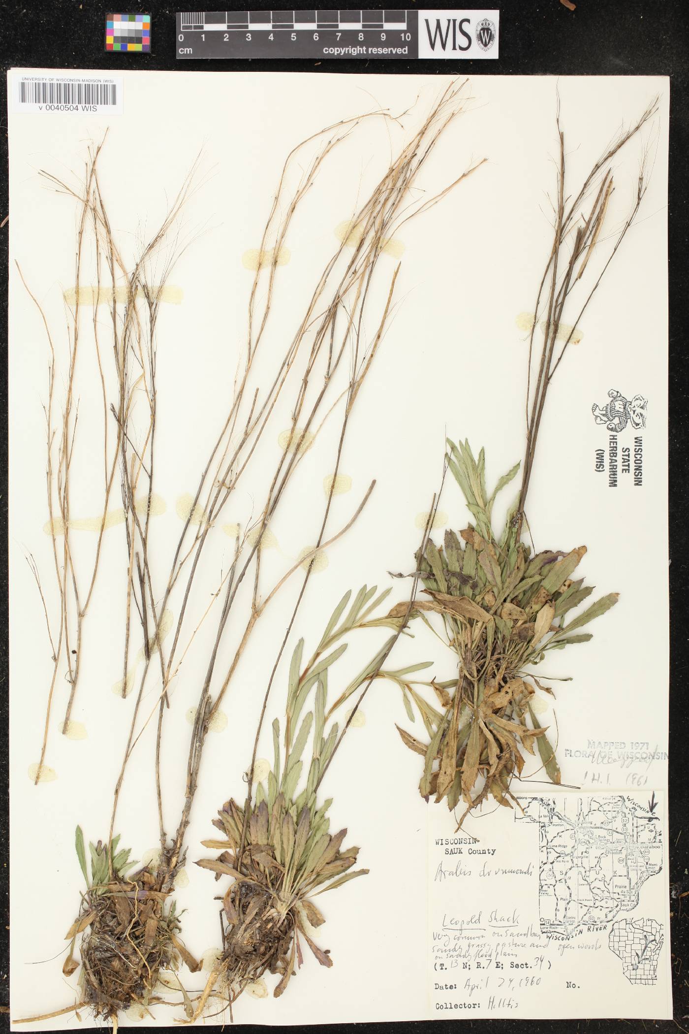 Boechera stricta image