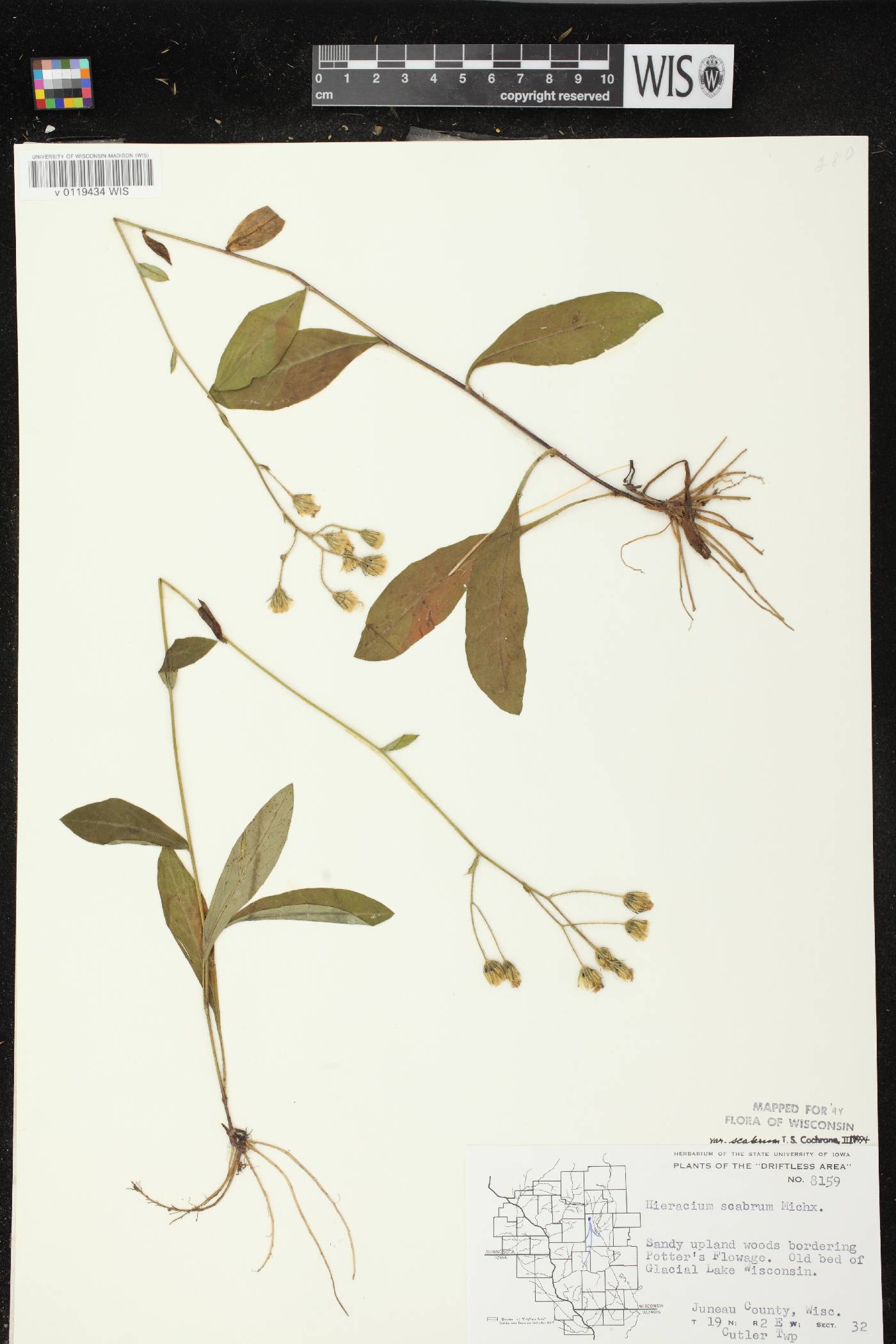 Hieracium scabrum image