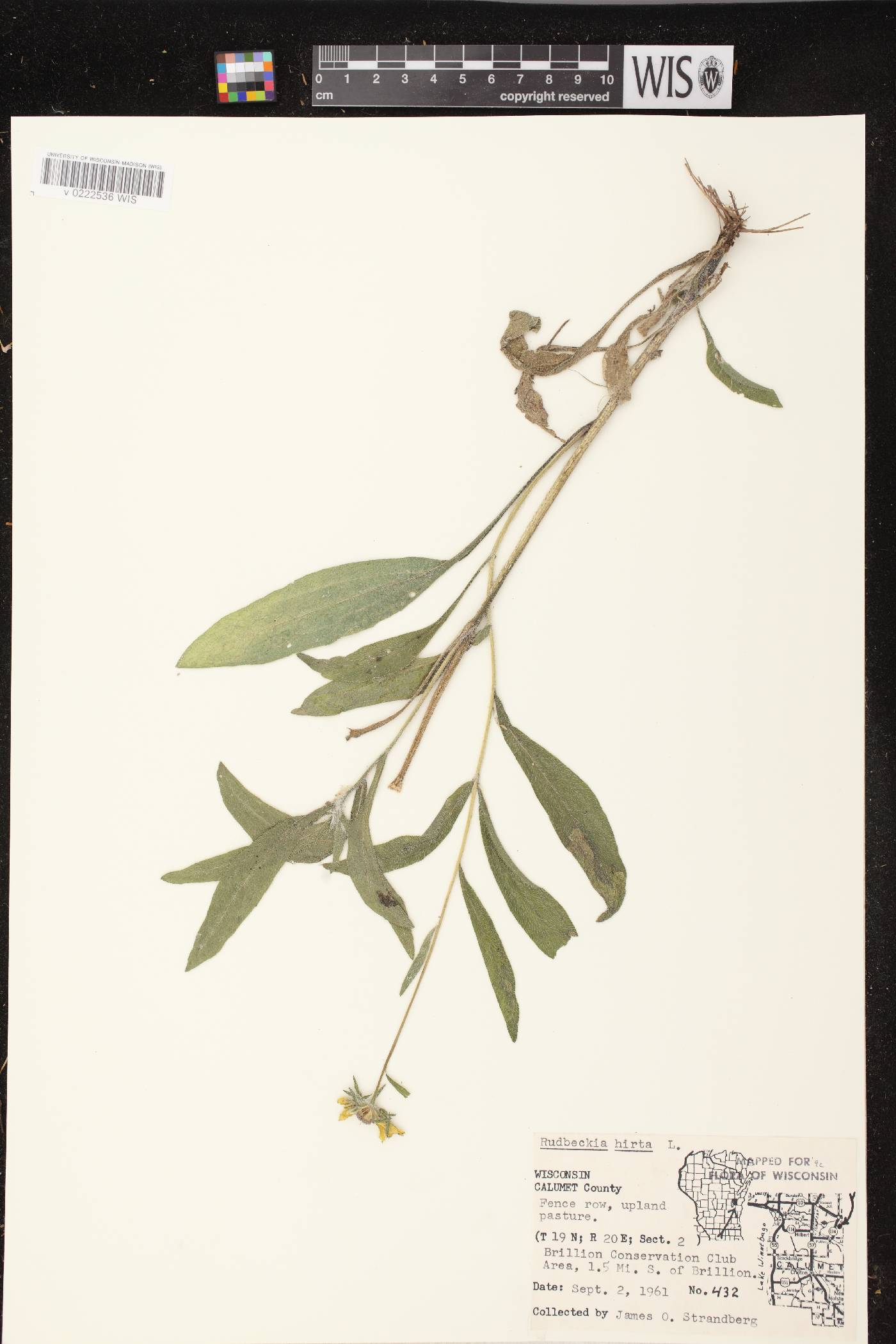 Rudbeckia hirta image