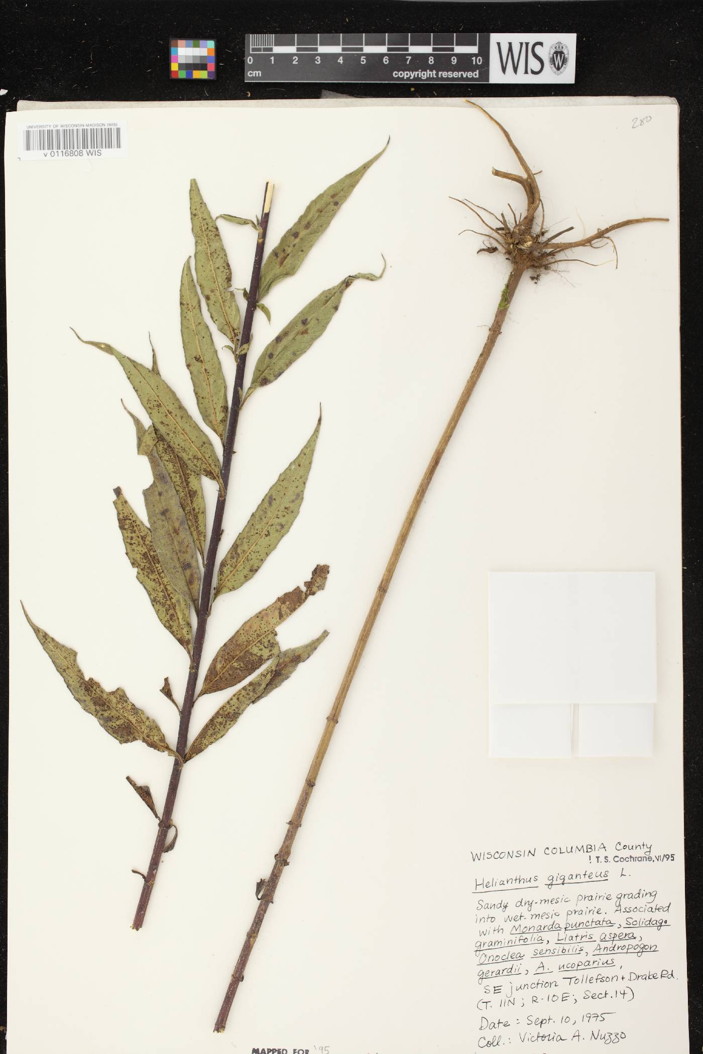 Helianthus giganteus image