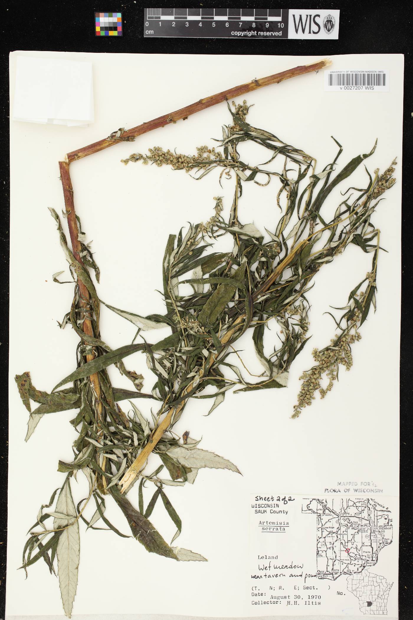 Artemisia serrata image