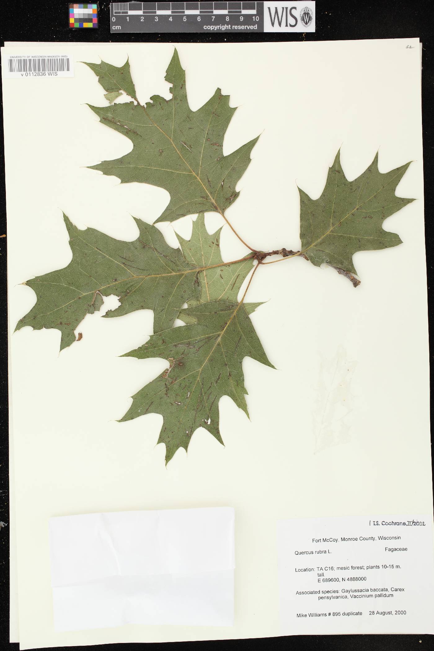 Quercus rubra image
