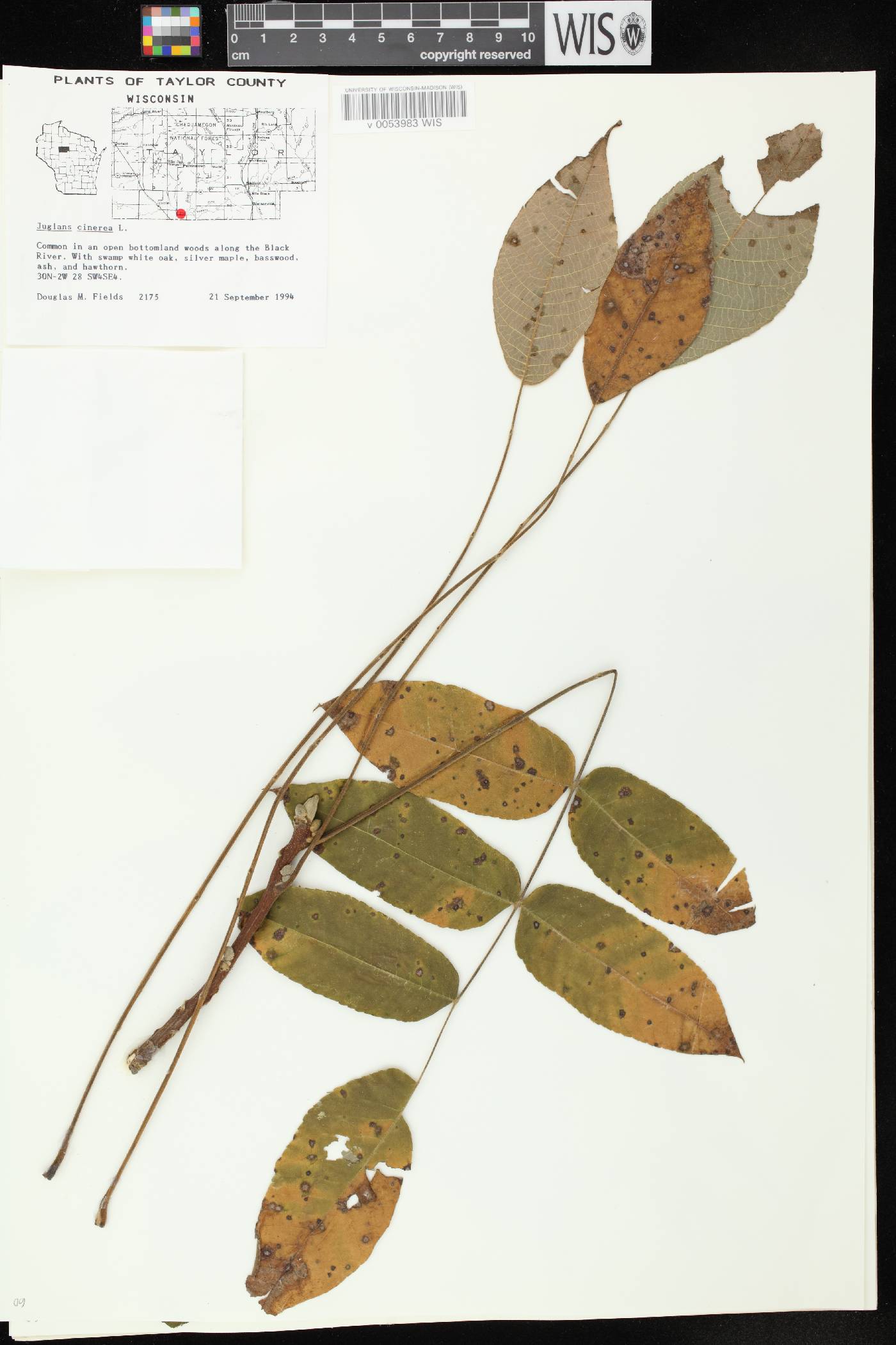 Juglans cinerea image