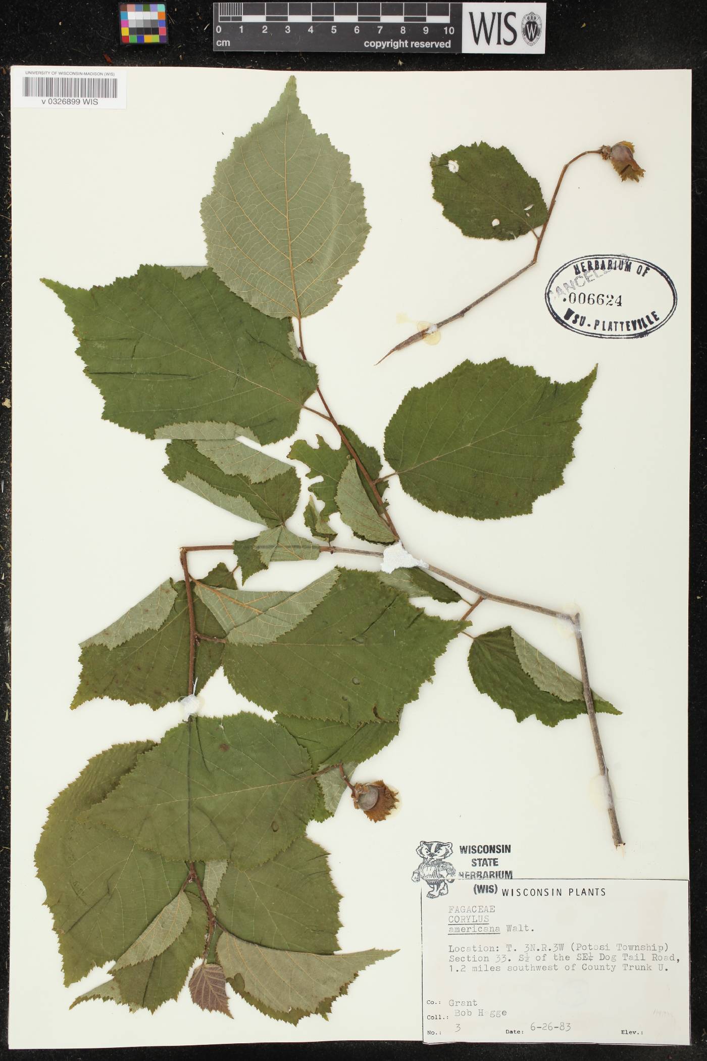 Corylus americana image