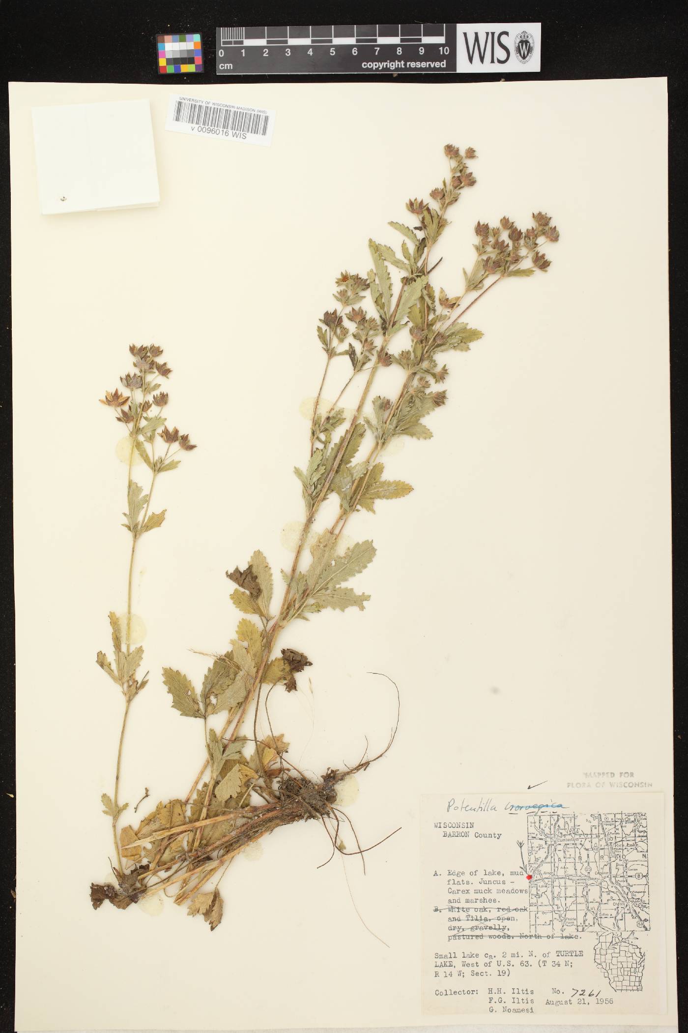 Potentilla norvegica image