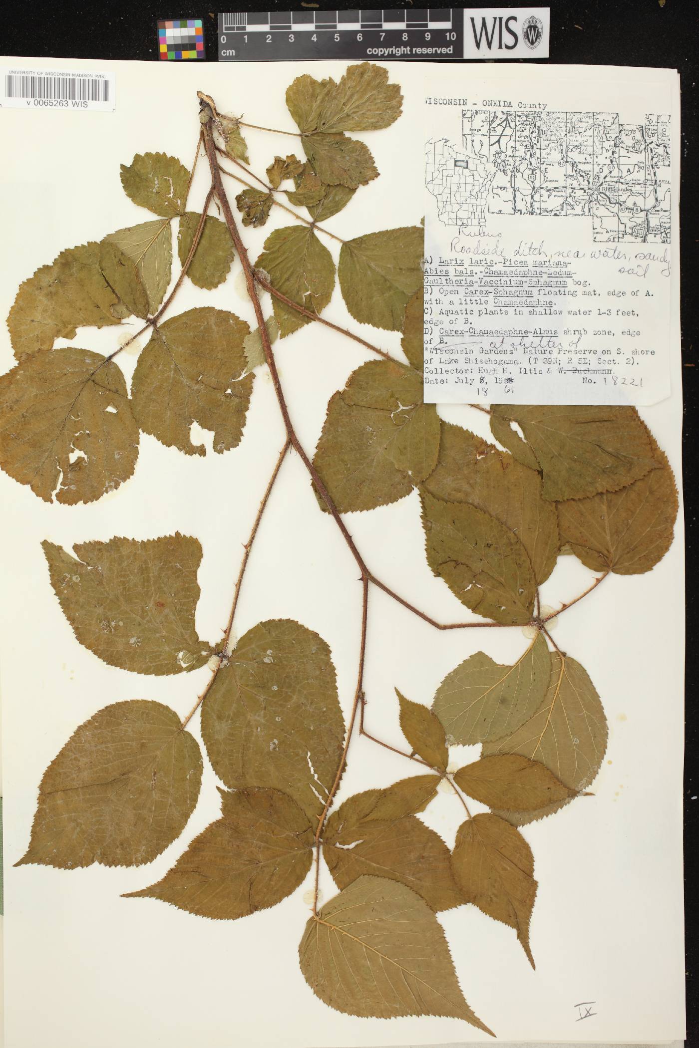 Rubus allegheniensis image