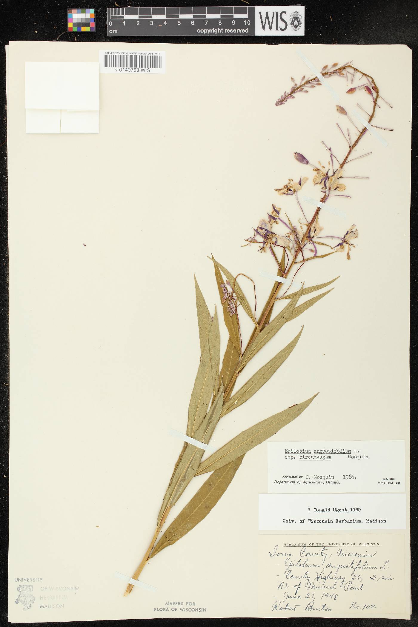 Chamerion angustifolium subsp. circumvagum image