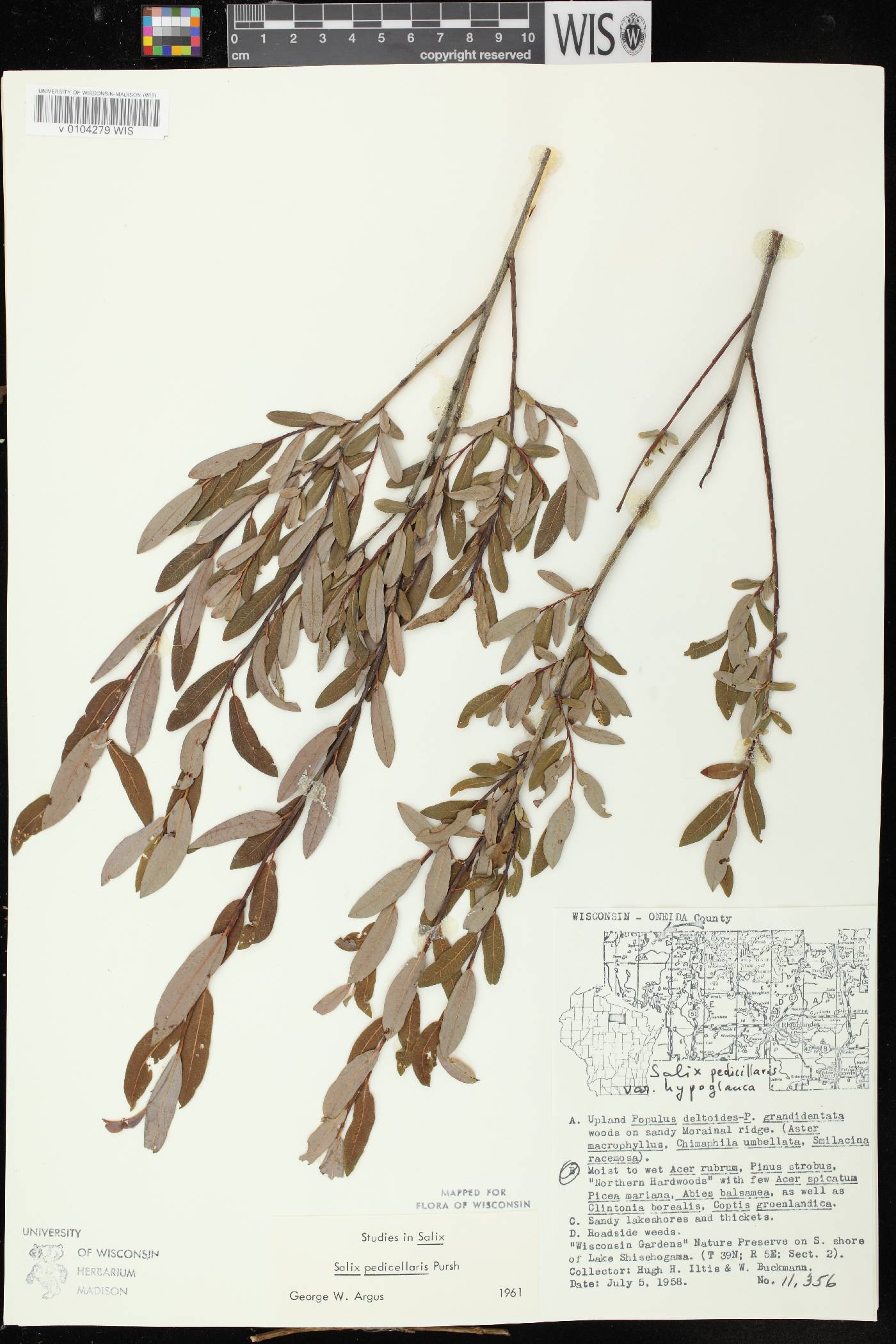 Salix pedicellaris image