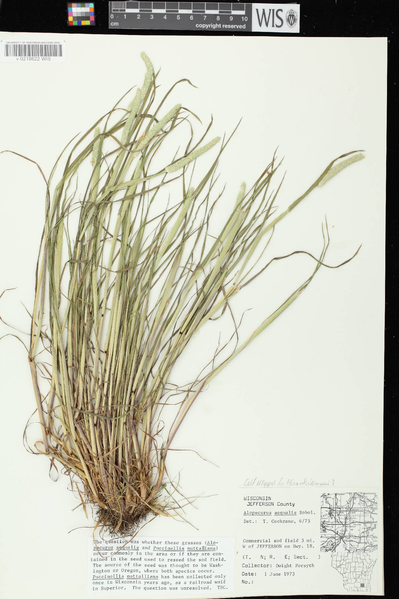 Alopecurus aequalis image