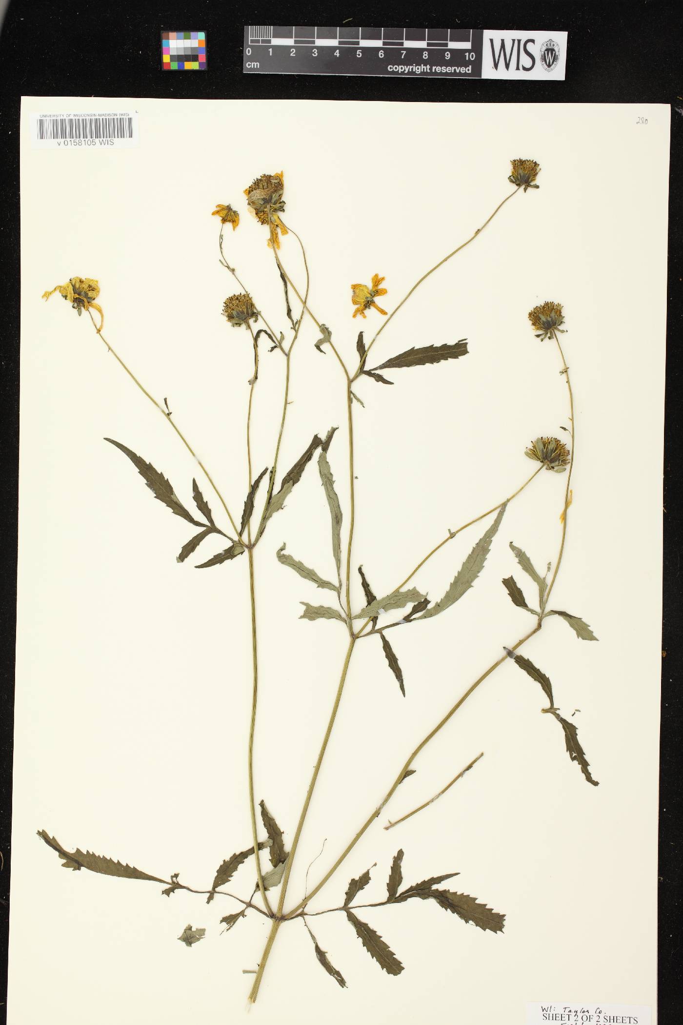 Bidens trichosperma image