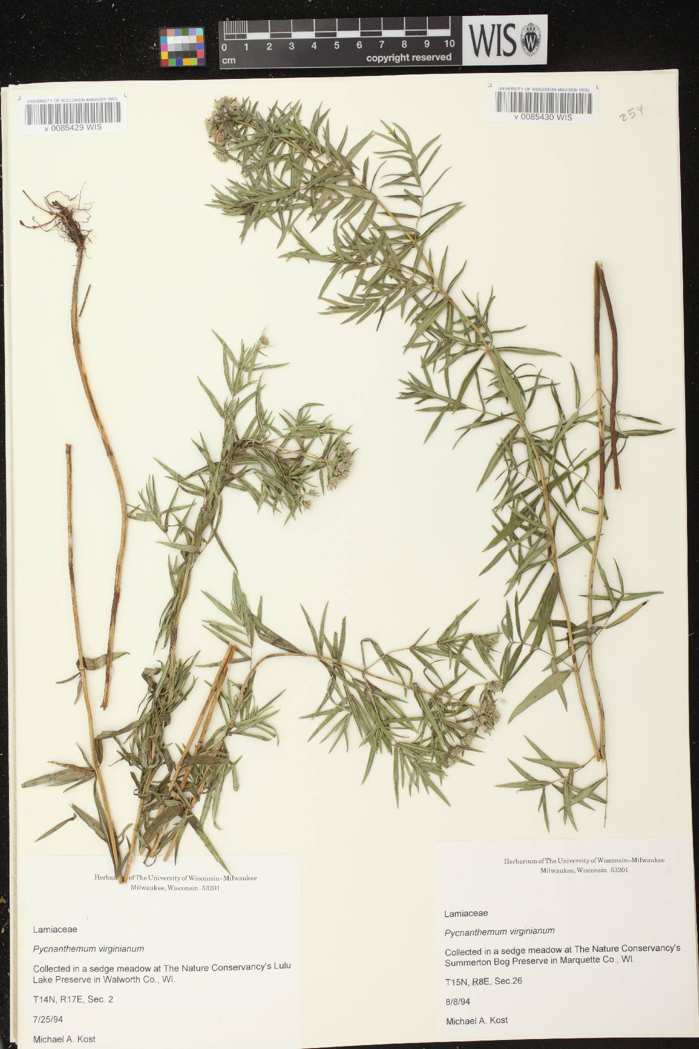 Pycnanthemum virginianum image