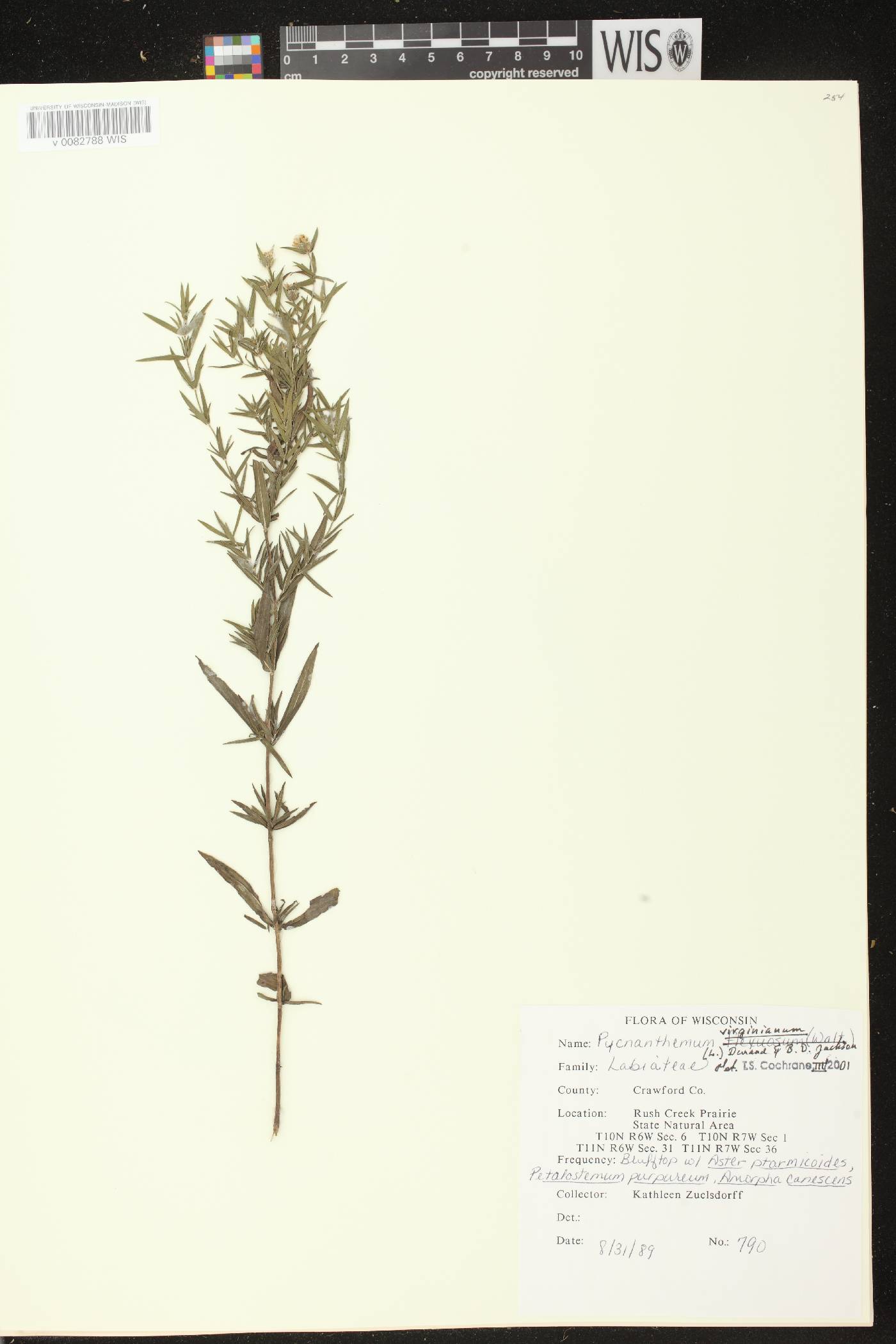 Pycnanthemum virginianum image