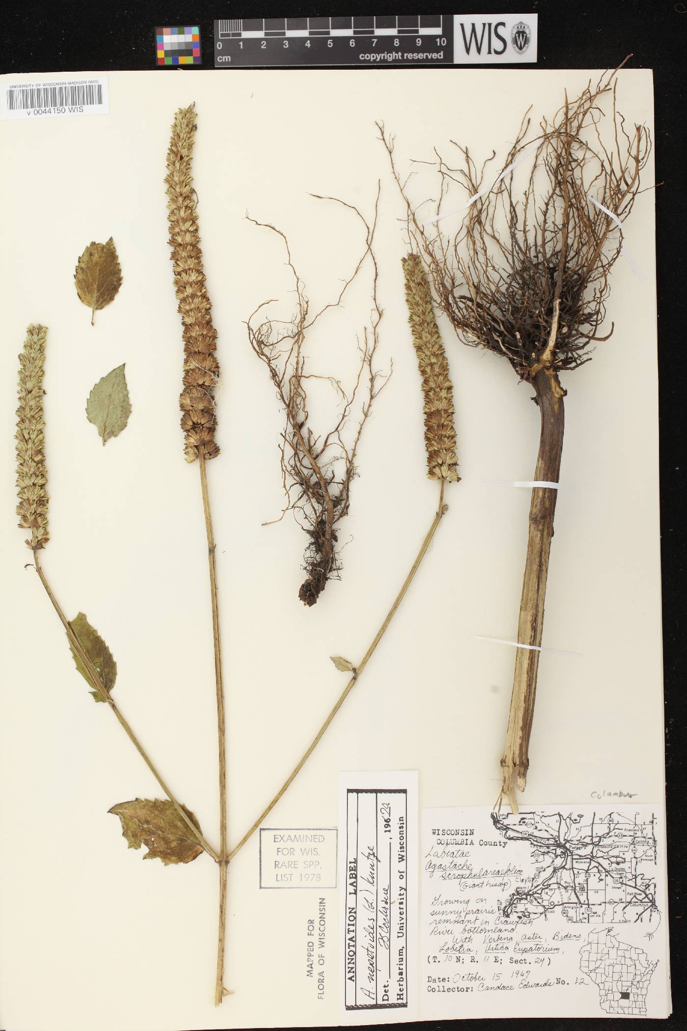 Agastache nepetoides image
