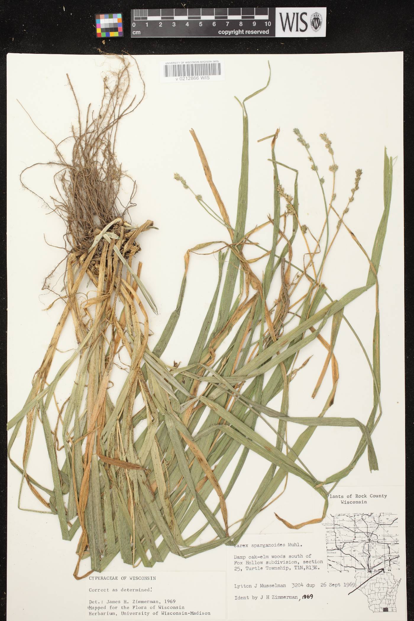 Carex sparganioides image