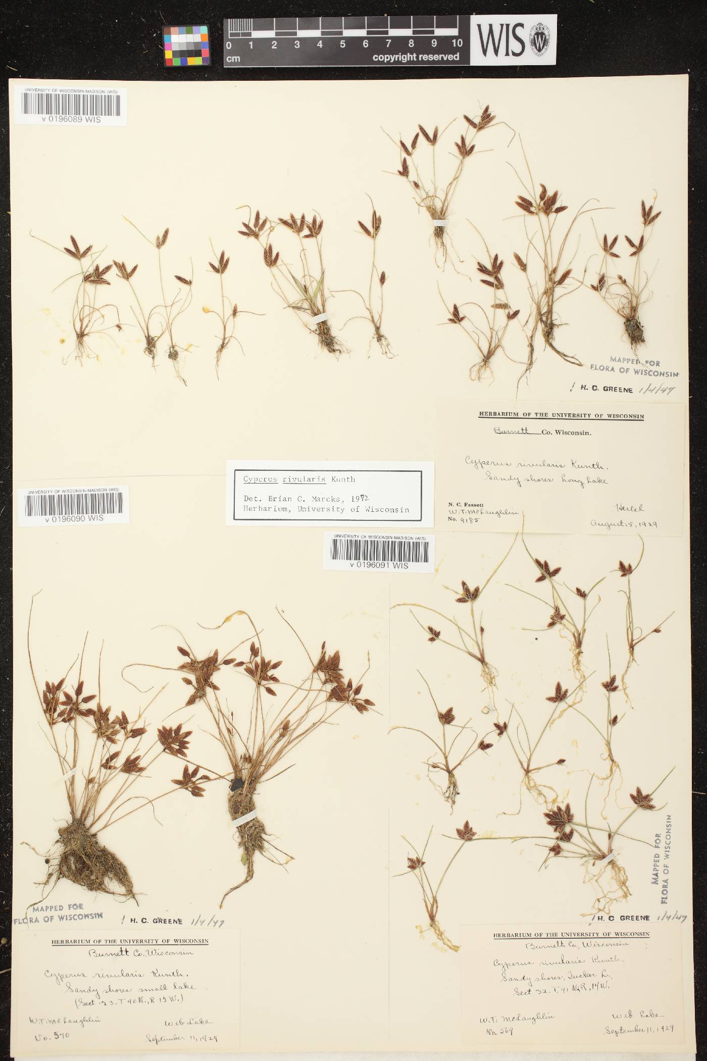 Cyperus bipartitus image