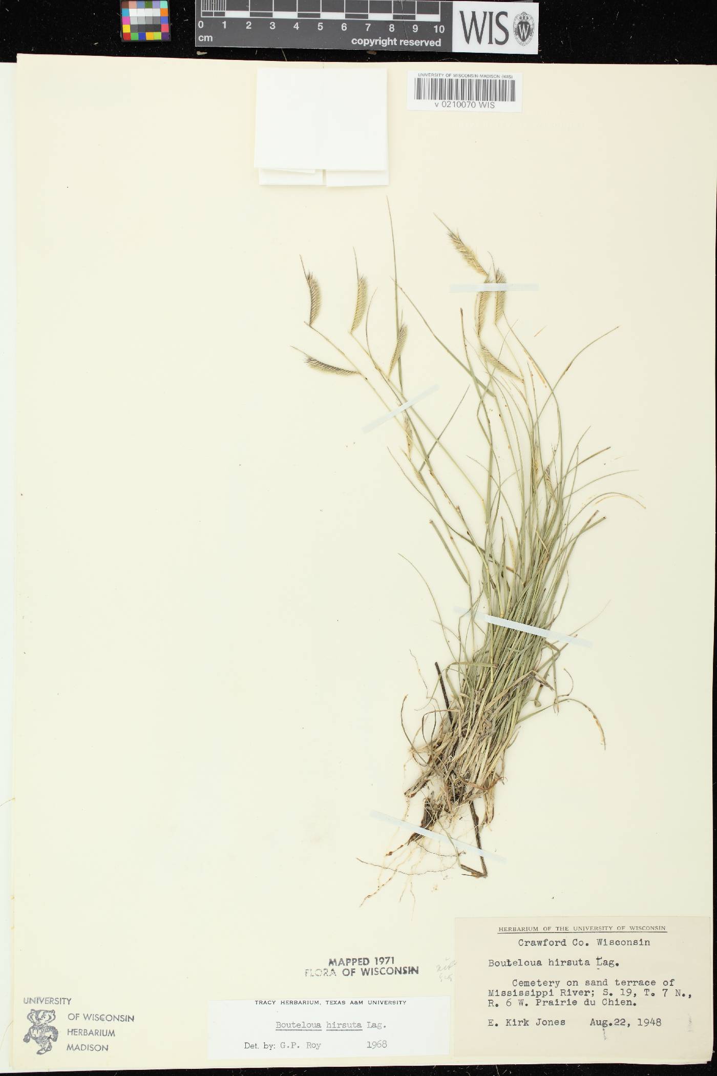 Bouteloua hirsuta subsp. hirsuta image