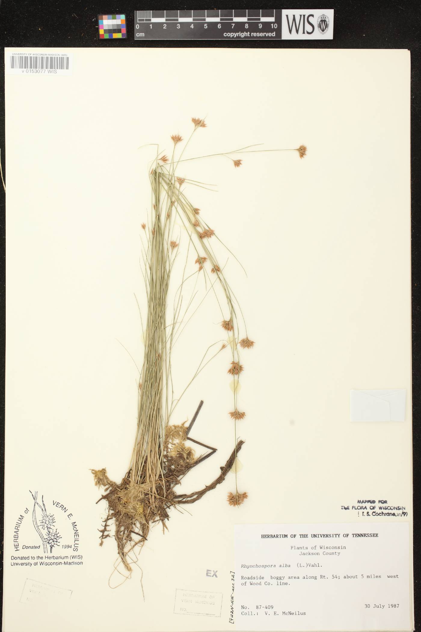 Rhynchospora alba image
