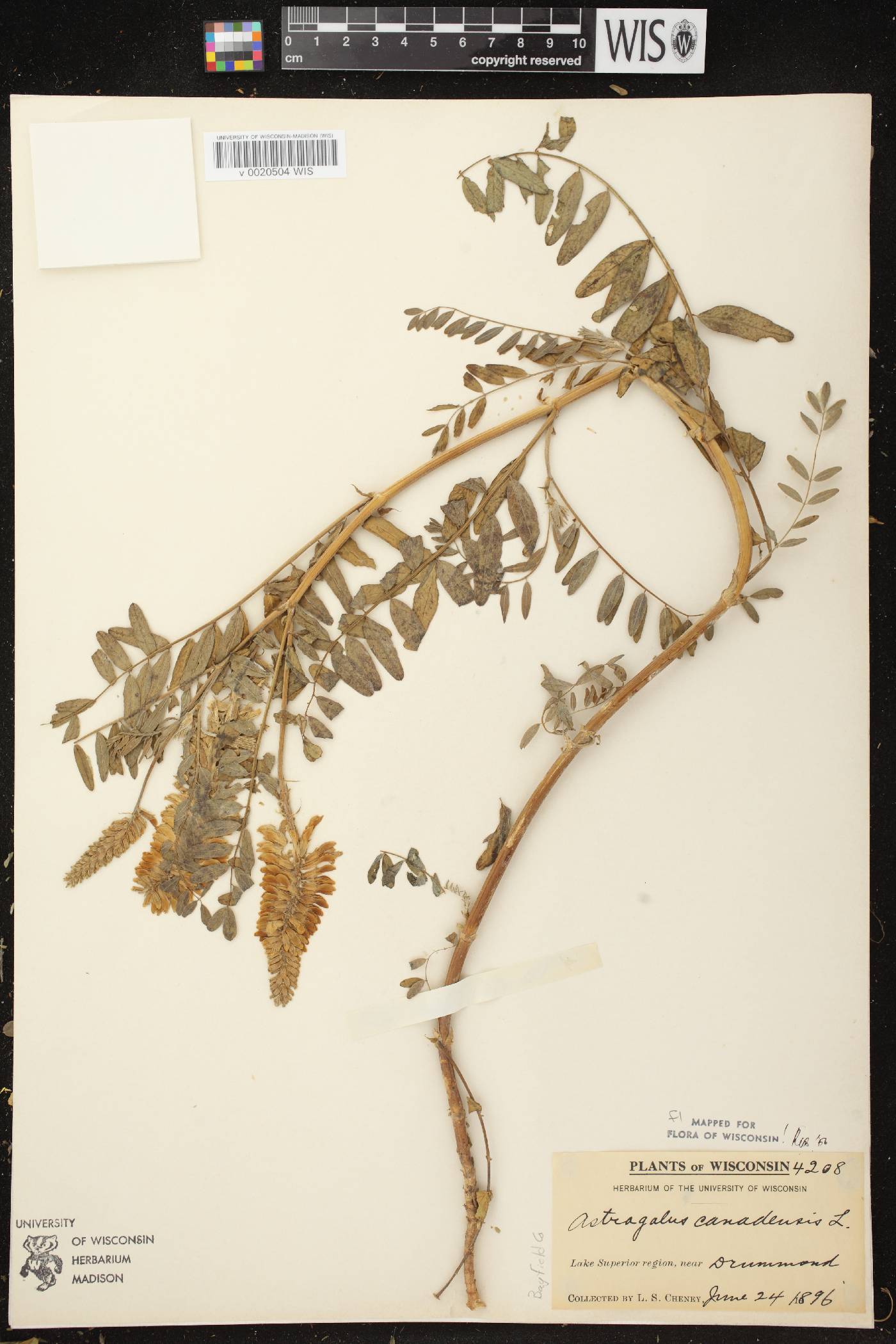 Astragalus canadensis var. canadensis image