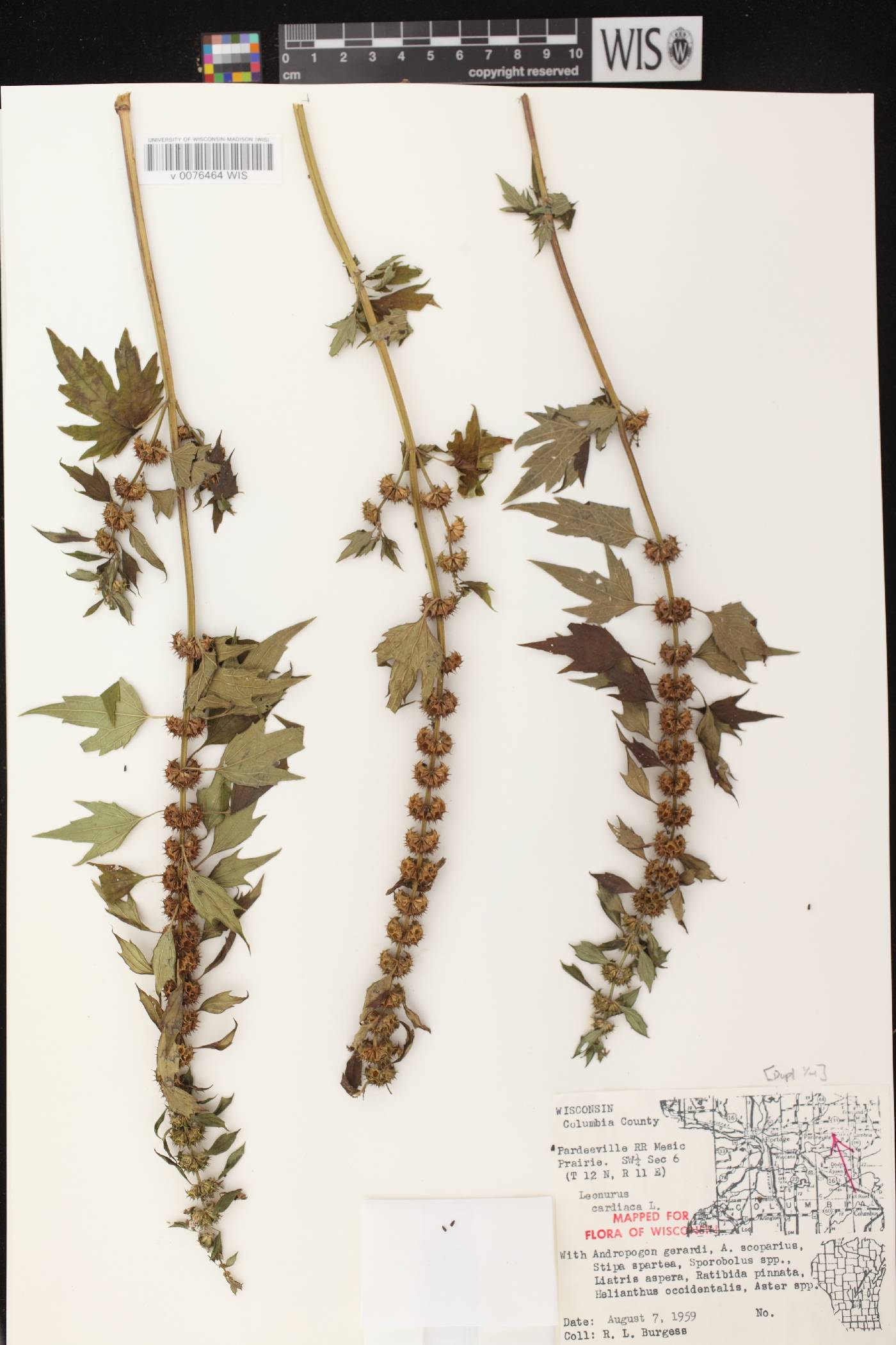 Leonurus cardiaca image