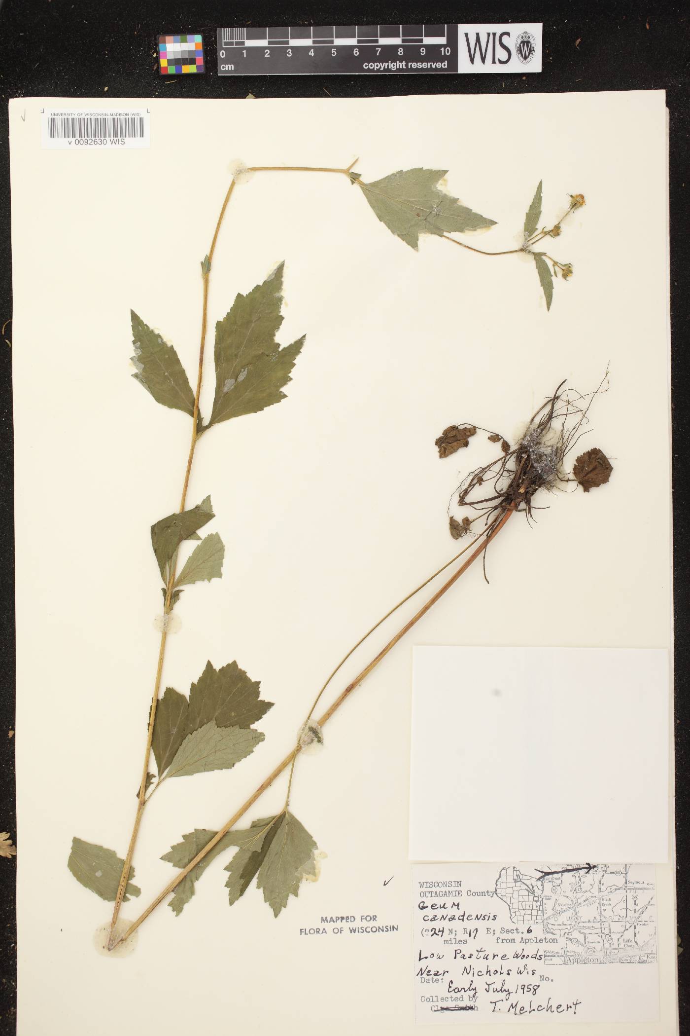 Geum canadense image