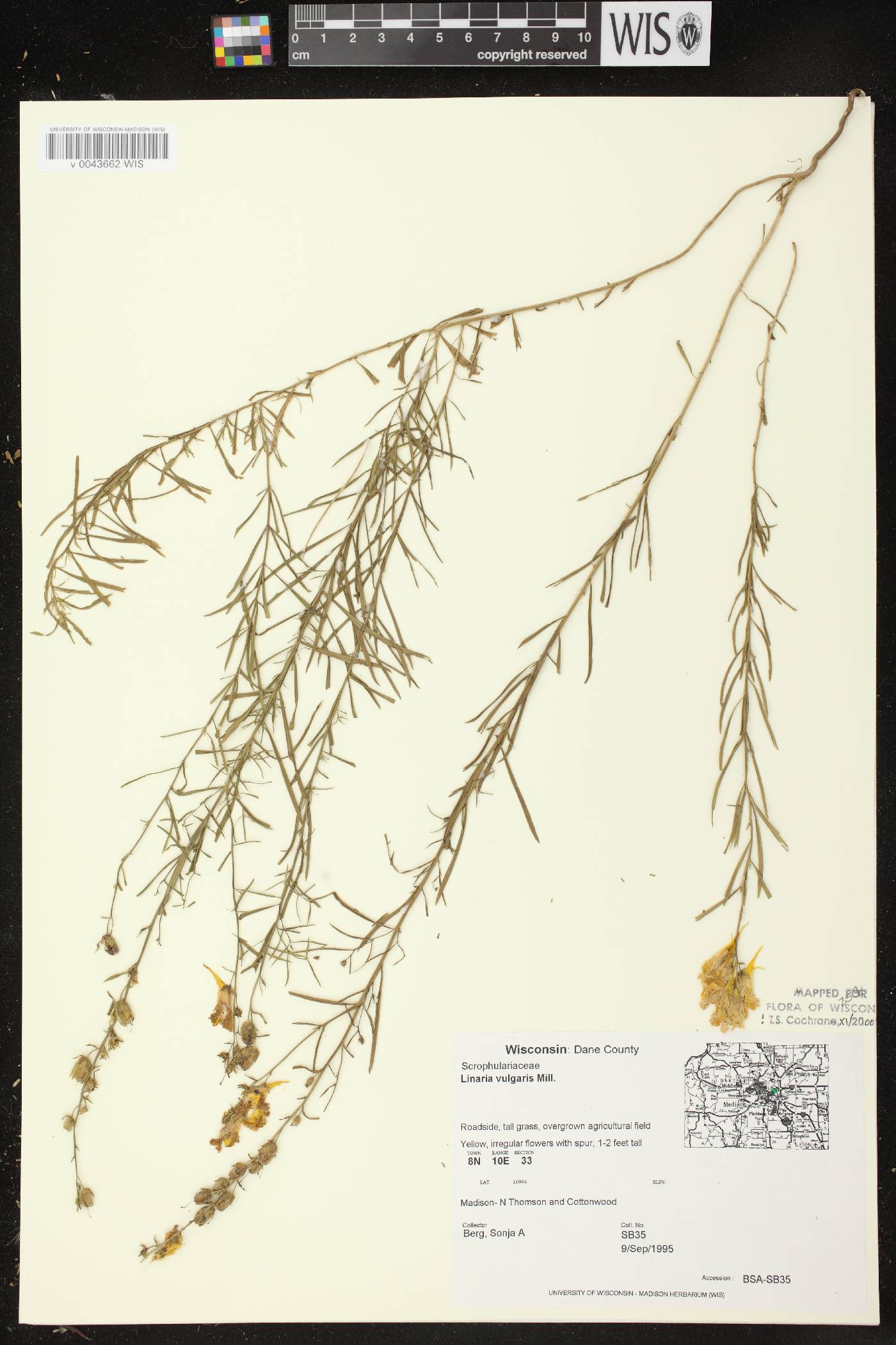 Linaria vulgaris image