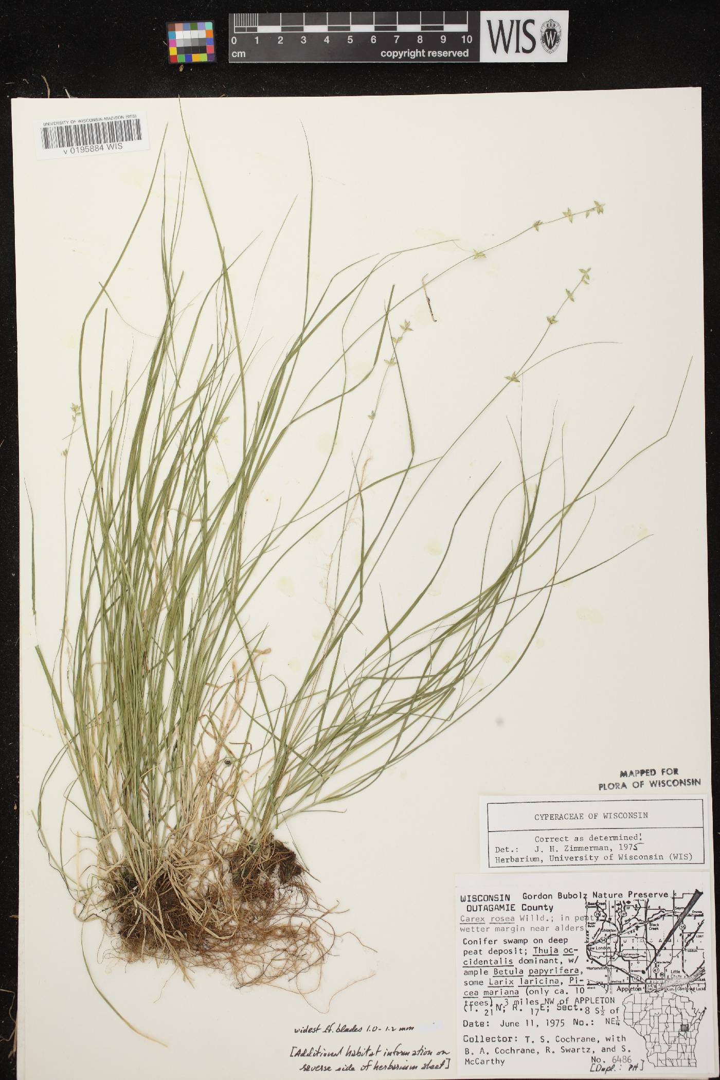 Carex radiata image
