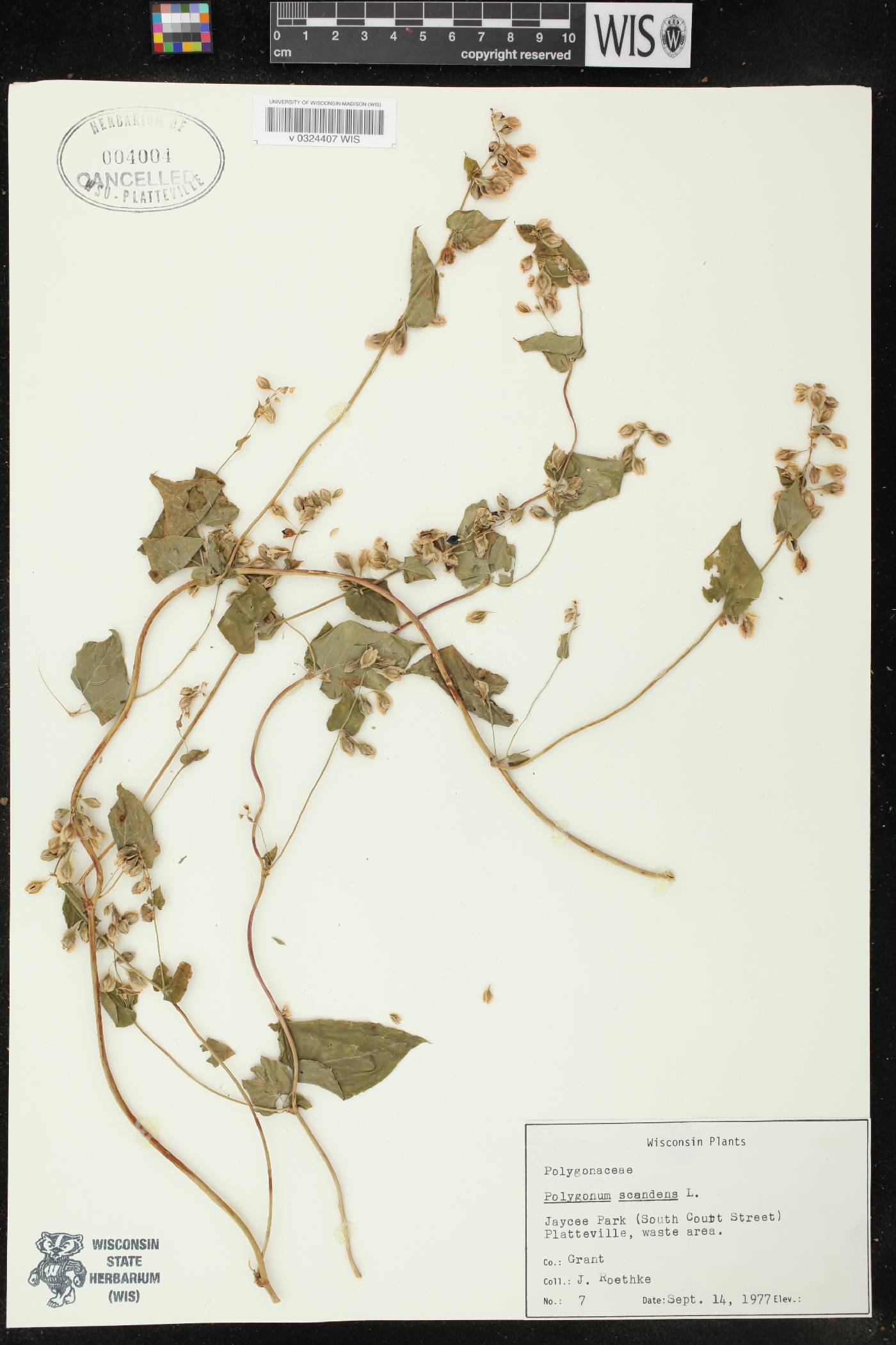 Fallopia scandens image