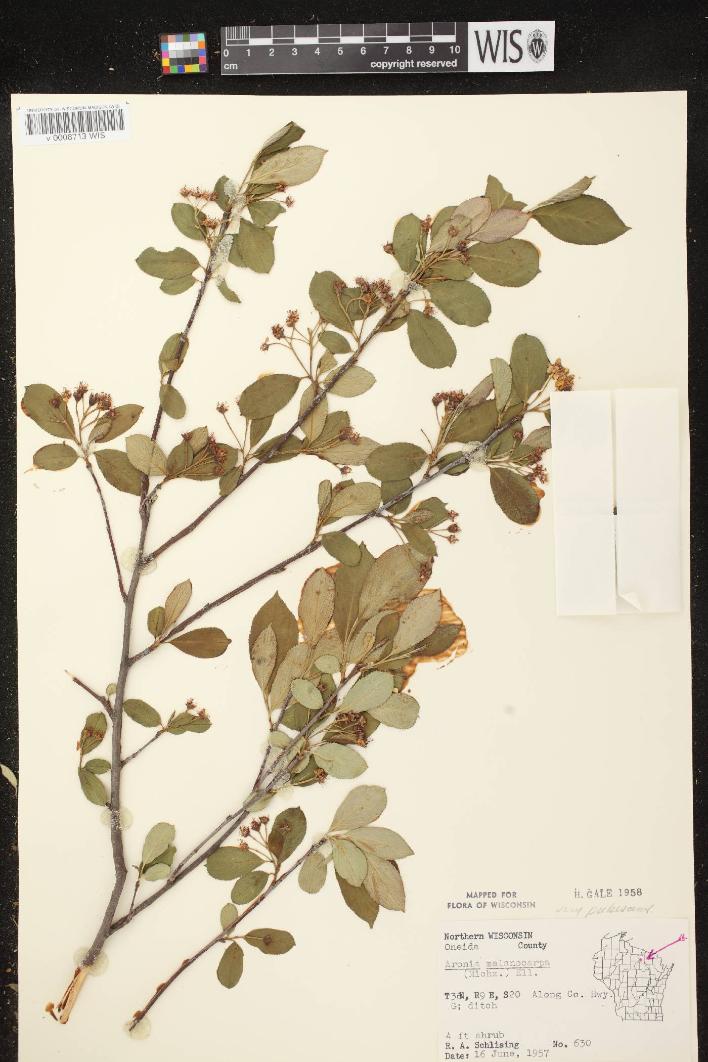 Aronia x prunifolia image