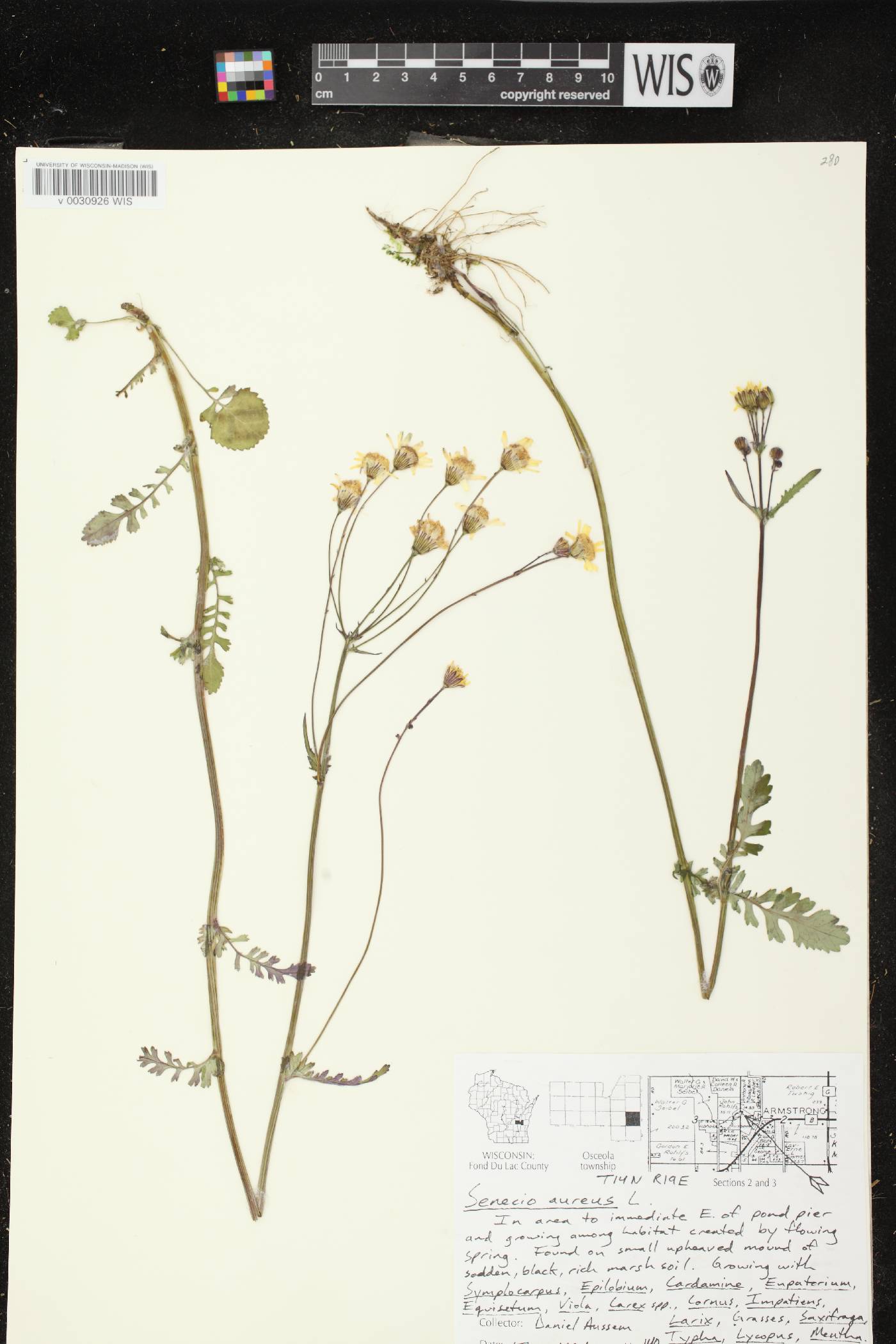 Packera aurea image