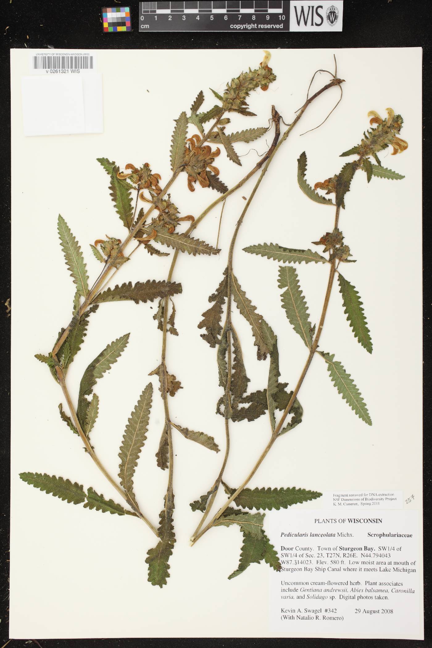 Pedicularis lanceolata image