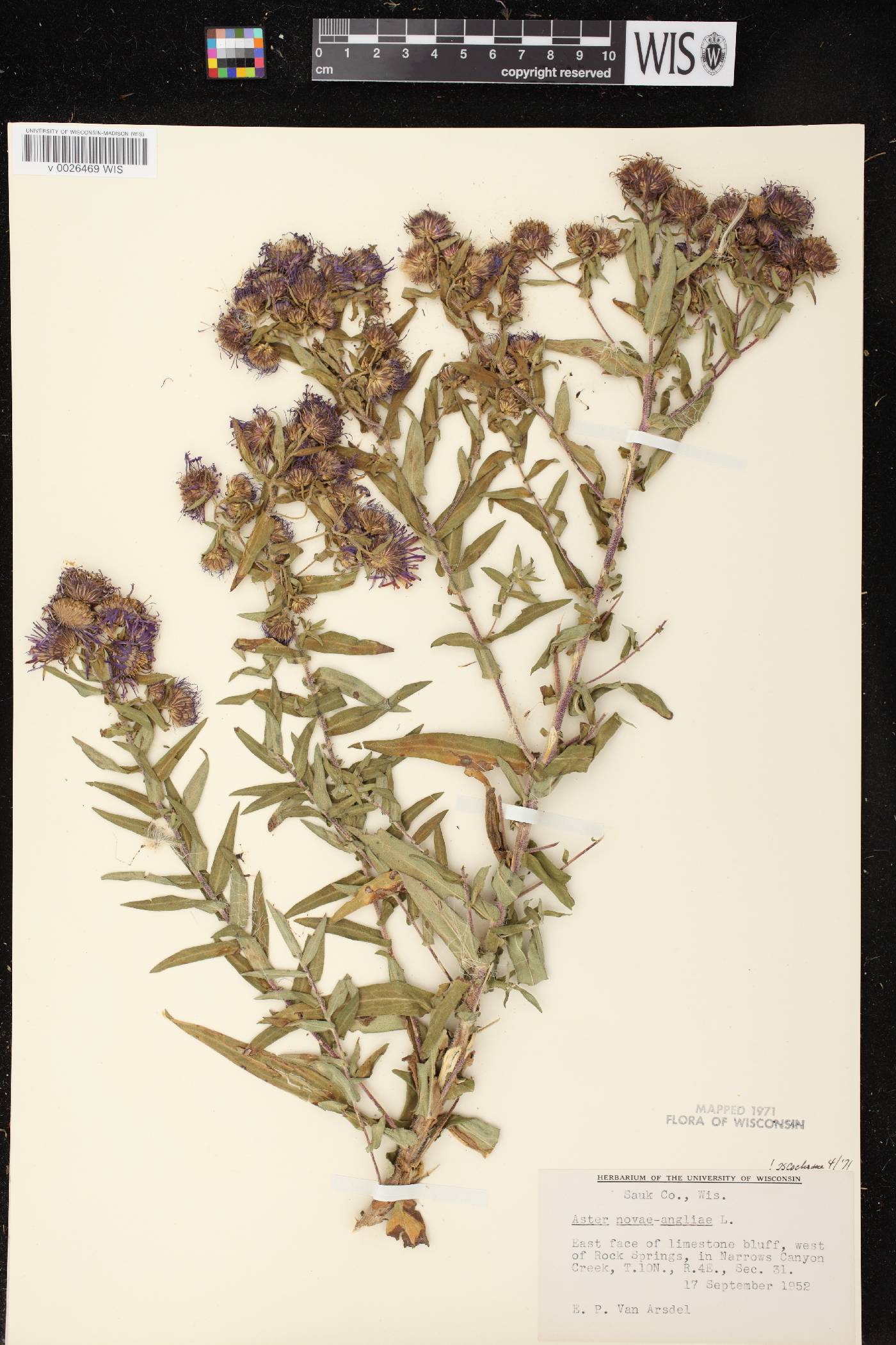 Symphyotrichum novae-angliae image
