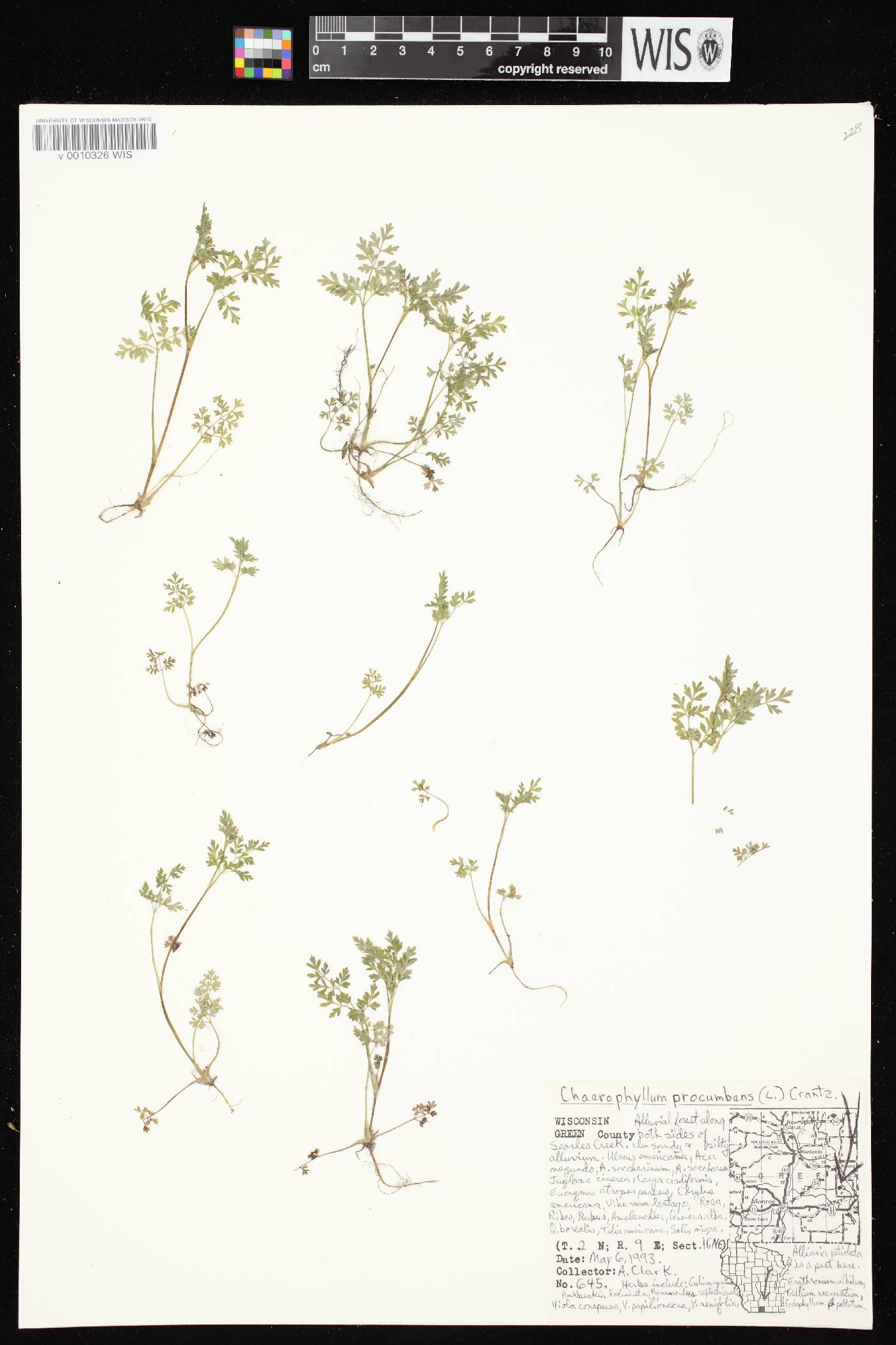 Chaerophyllum procumbens image