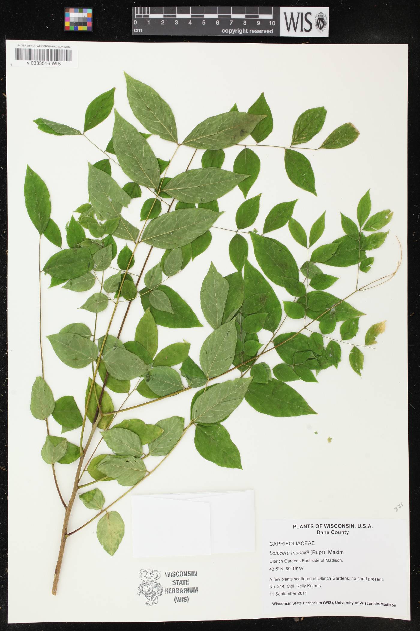 Lonicera maackii image