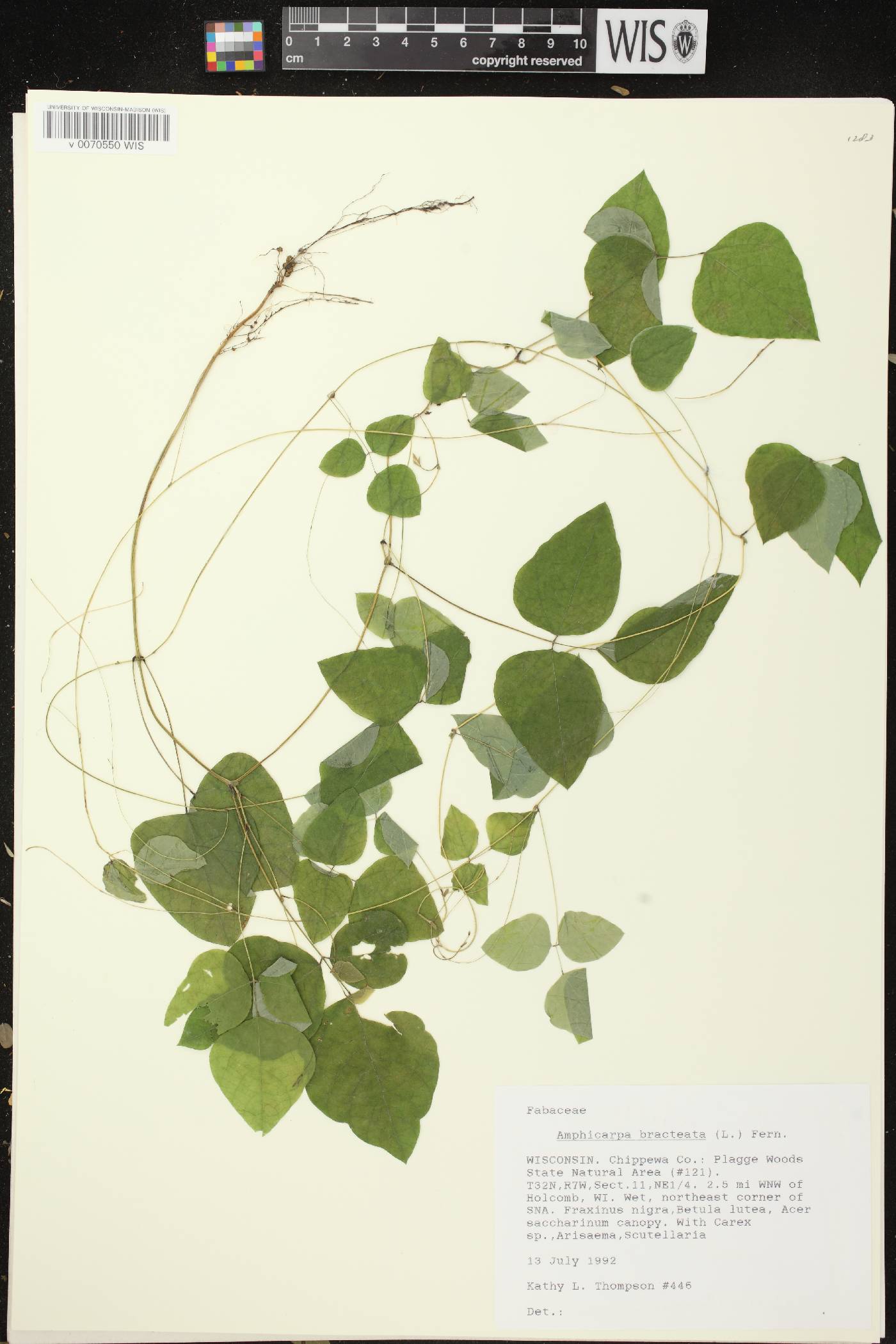 Amphicarpaea bracteata image