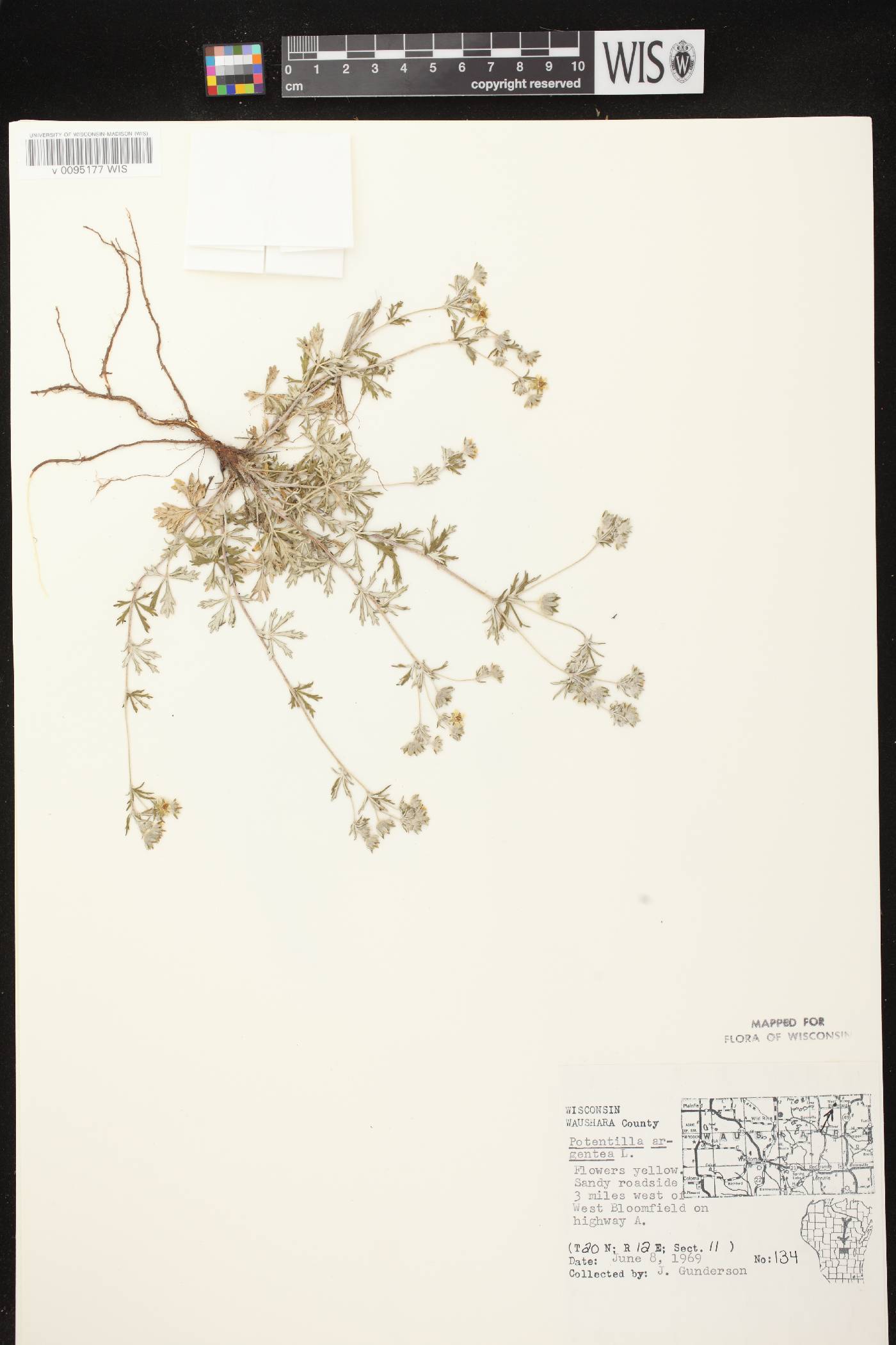 Potentilla argentea image