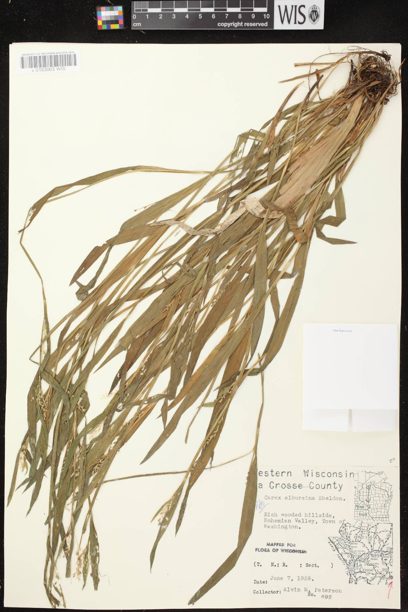 Carex albursina image