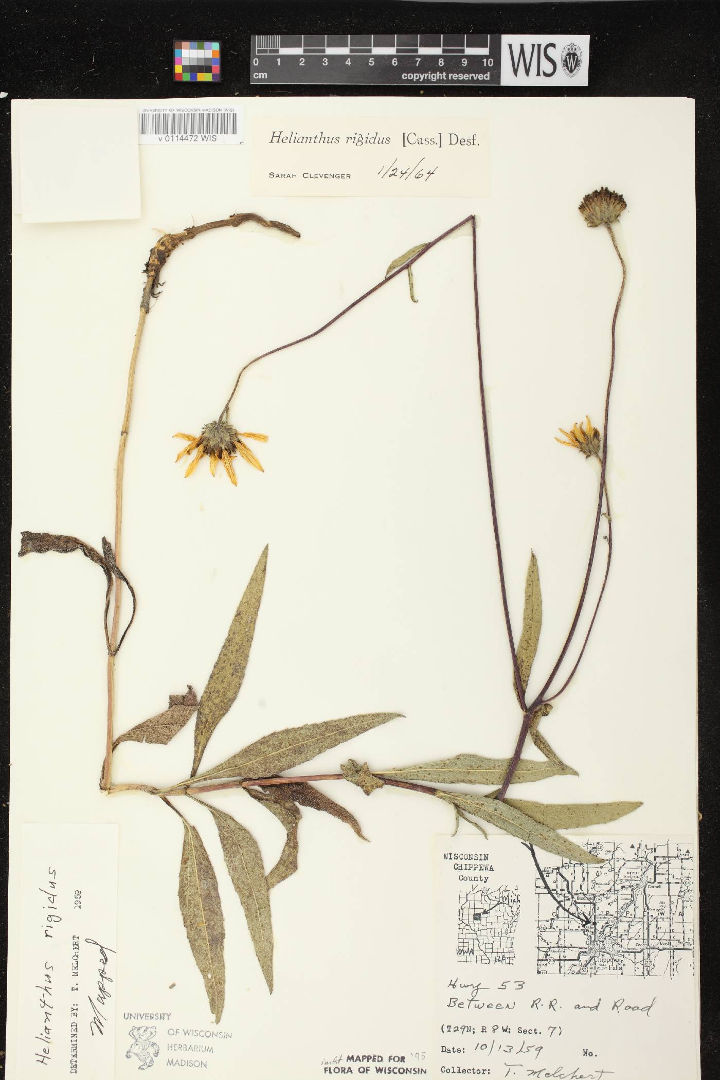 Helianthus pauciflorus subsp. pauciflorus image