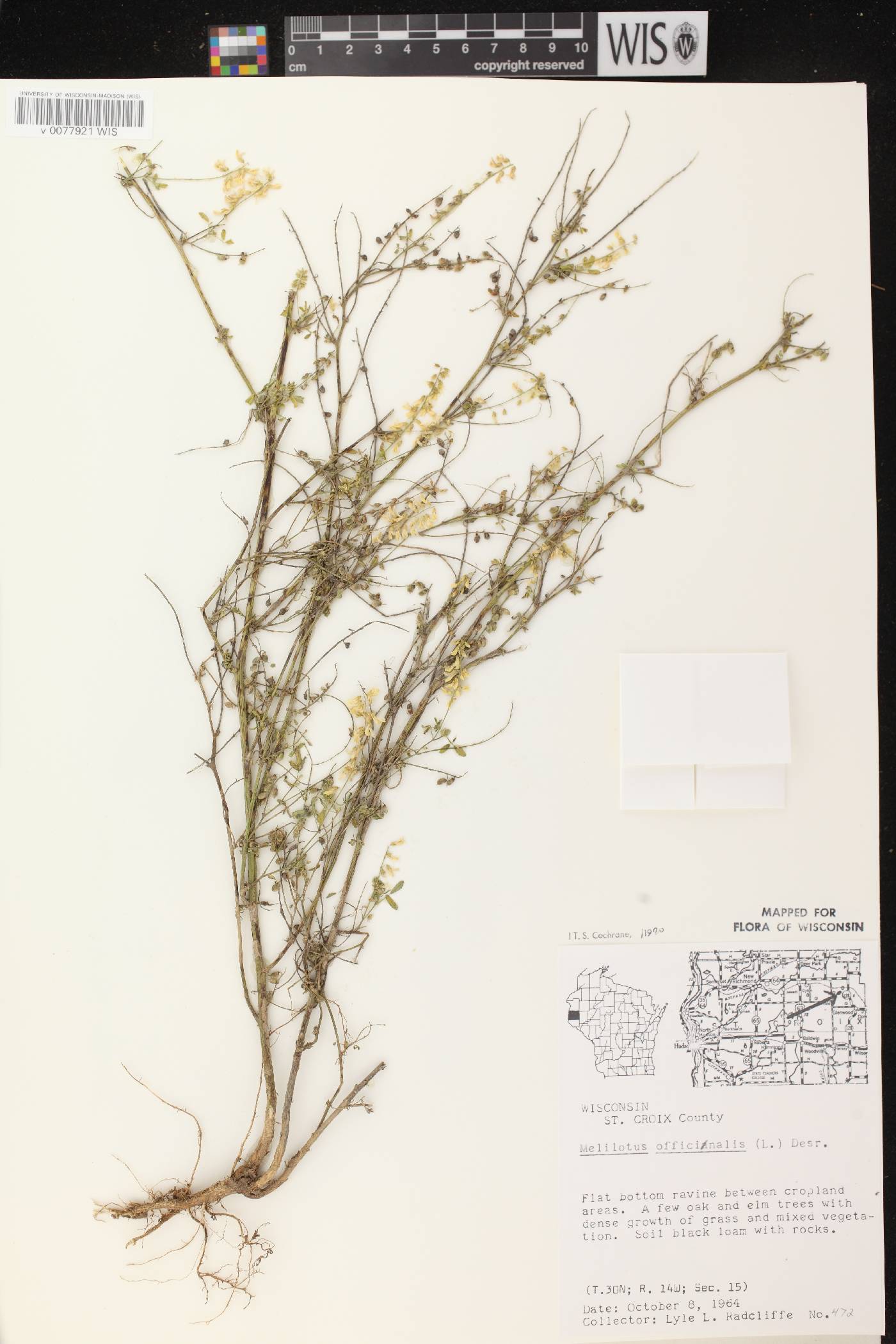 Melilotus officinalis image