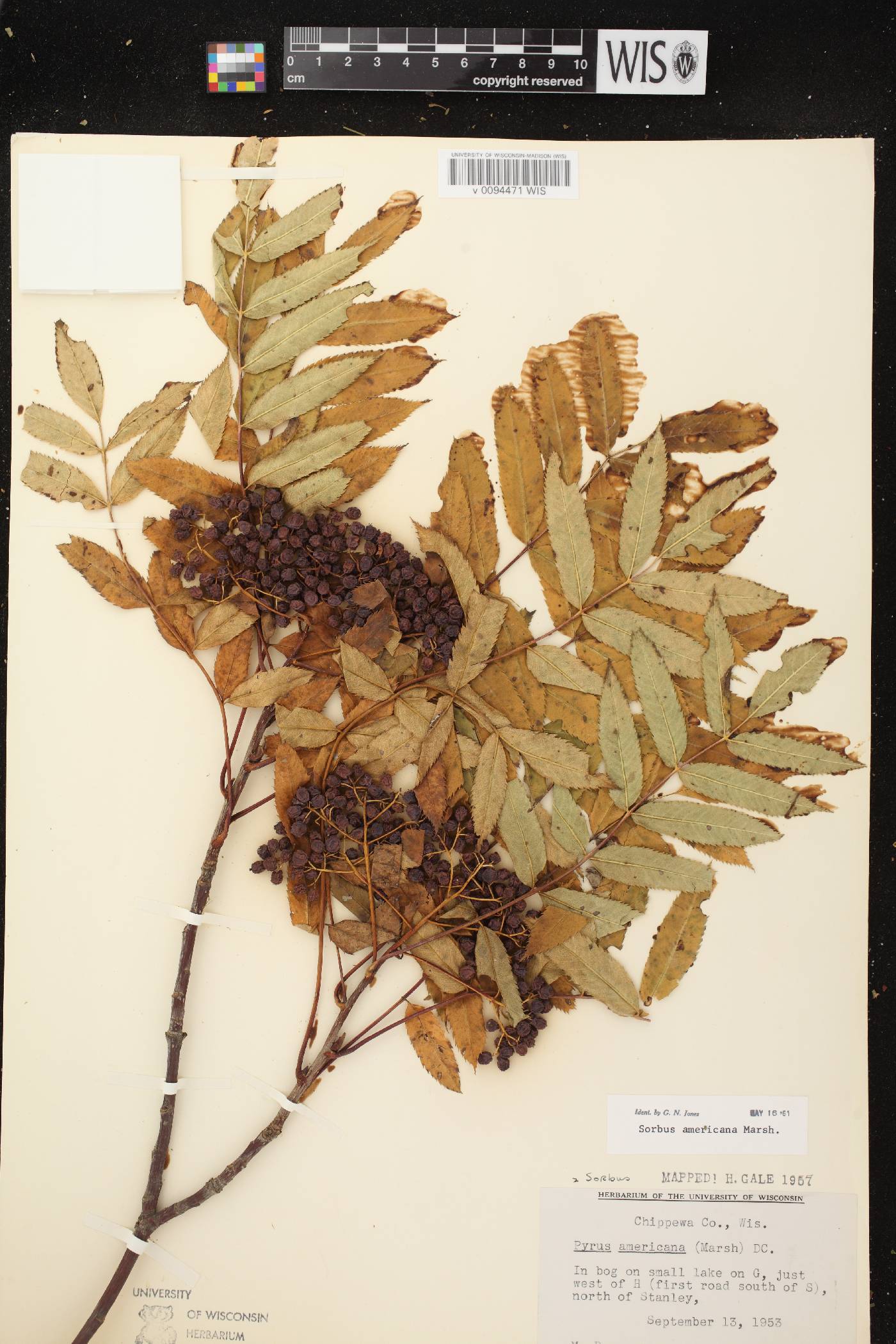 Sorbus americana image