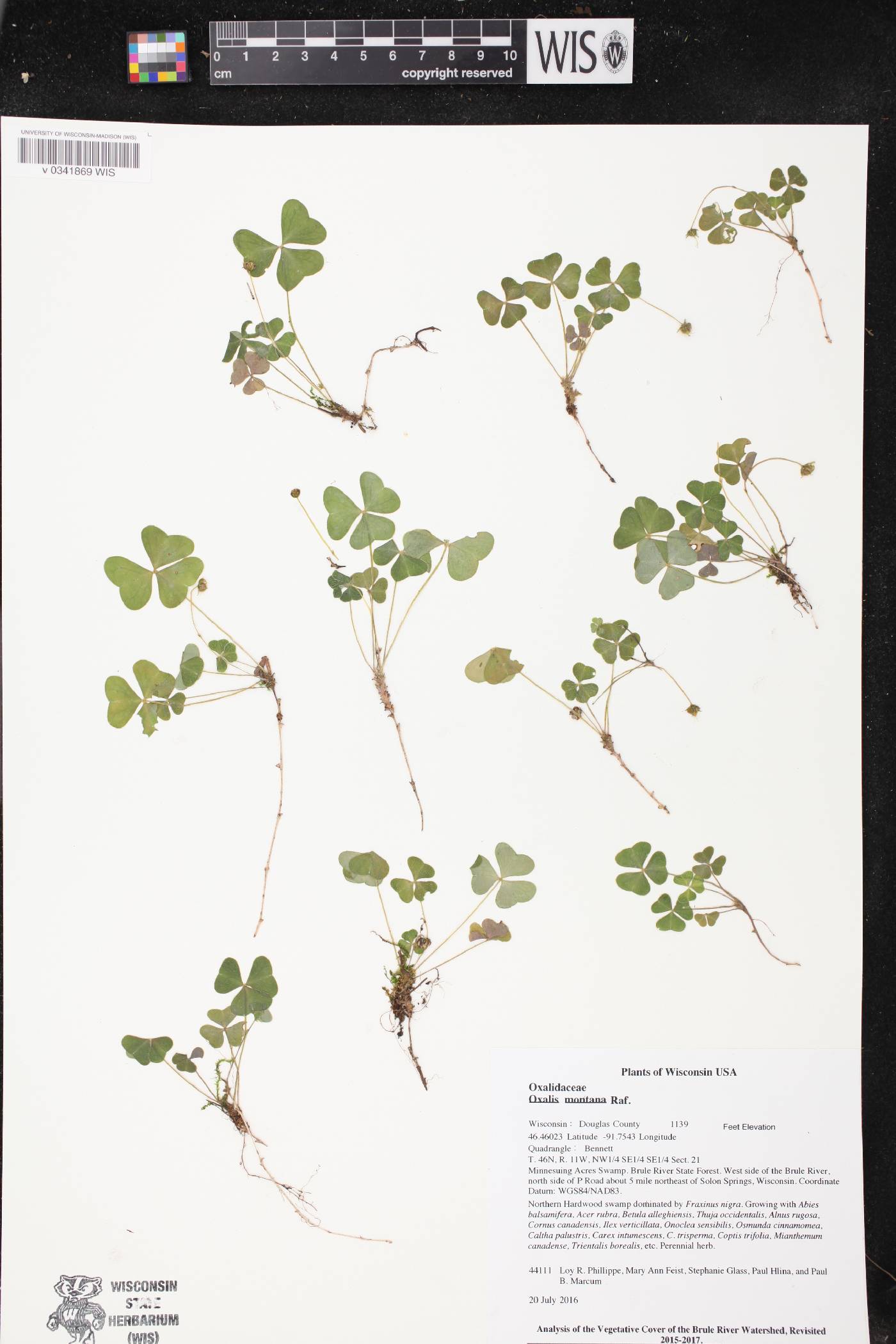 Oxalis acetosella image