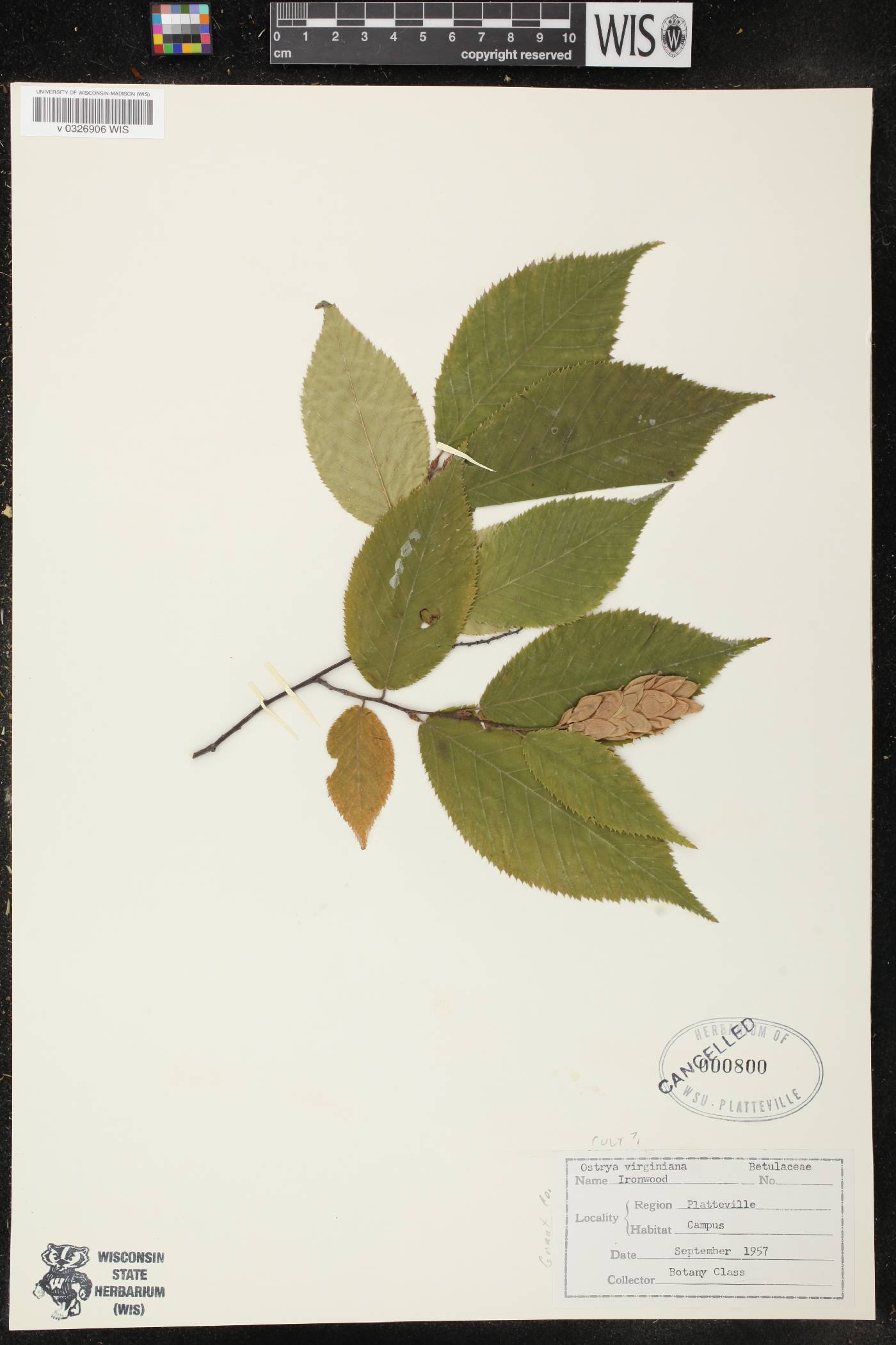 Ostrya virginiana image