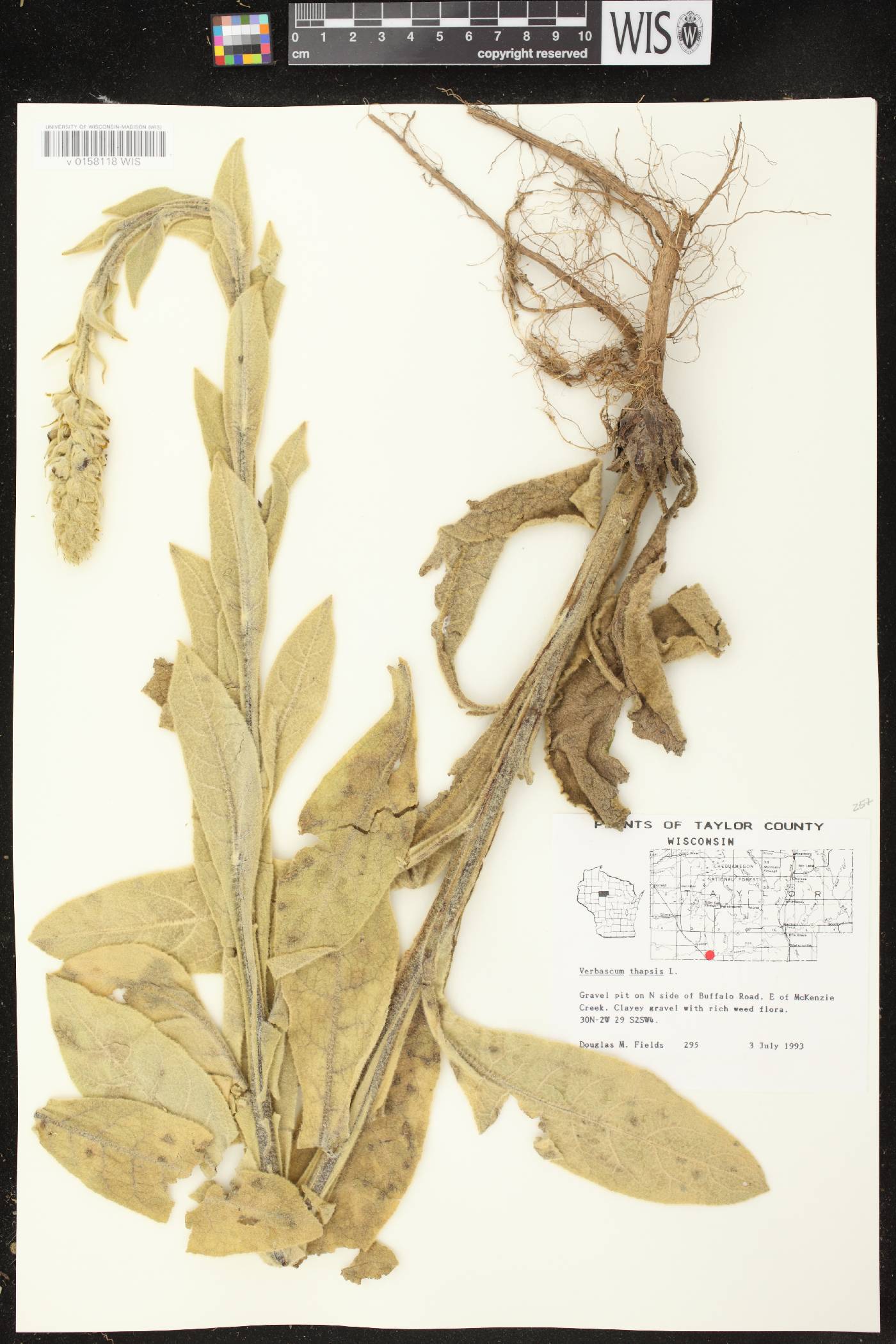 Verbascum thapsus image