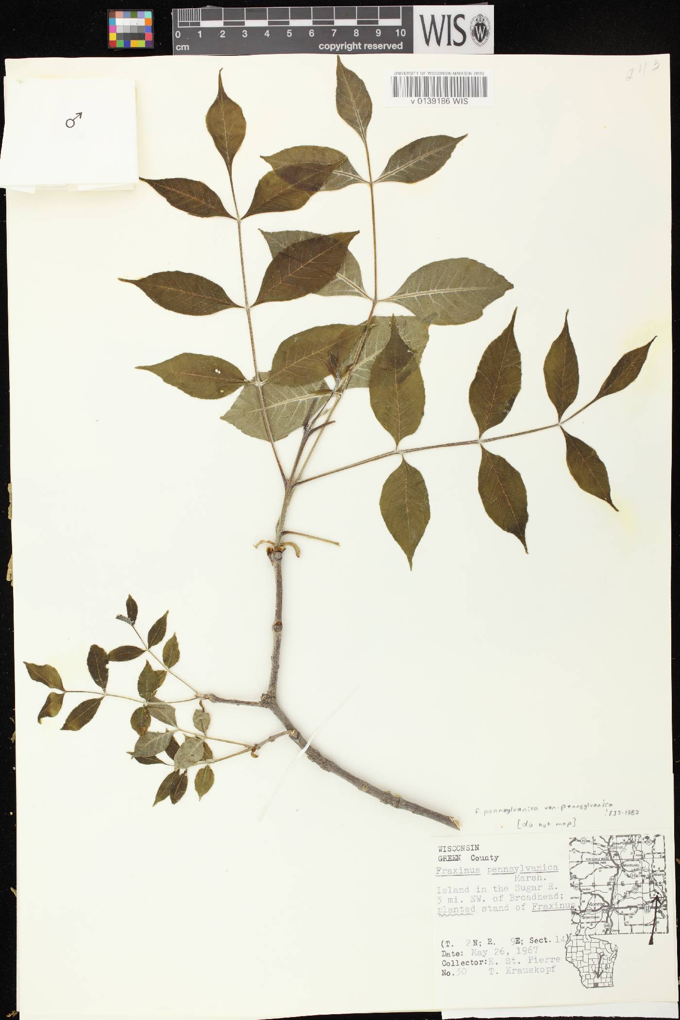 Fraxinus pennsylvanica image